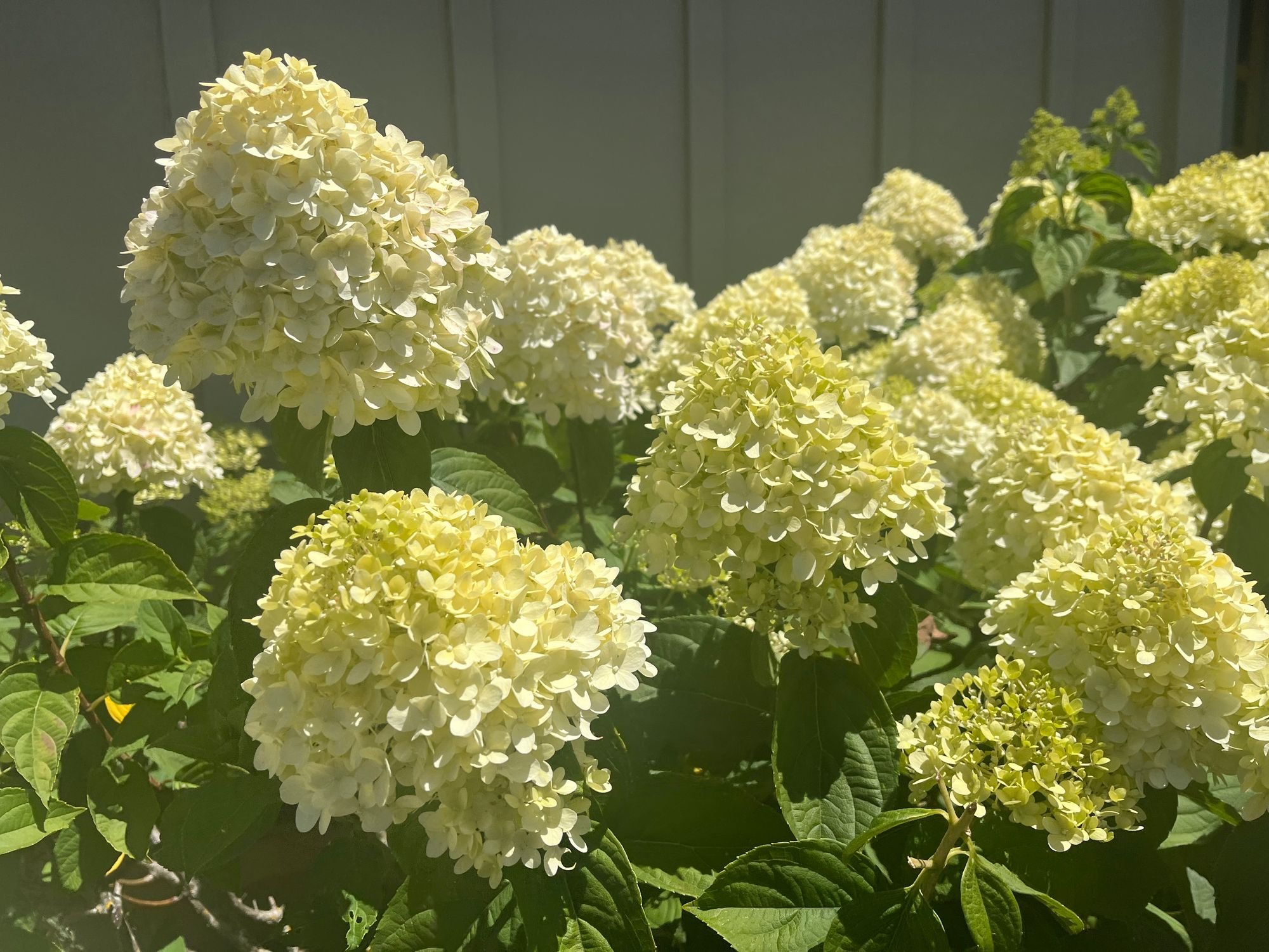Hydrangea 'Limelight'