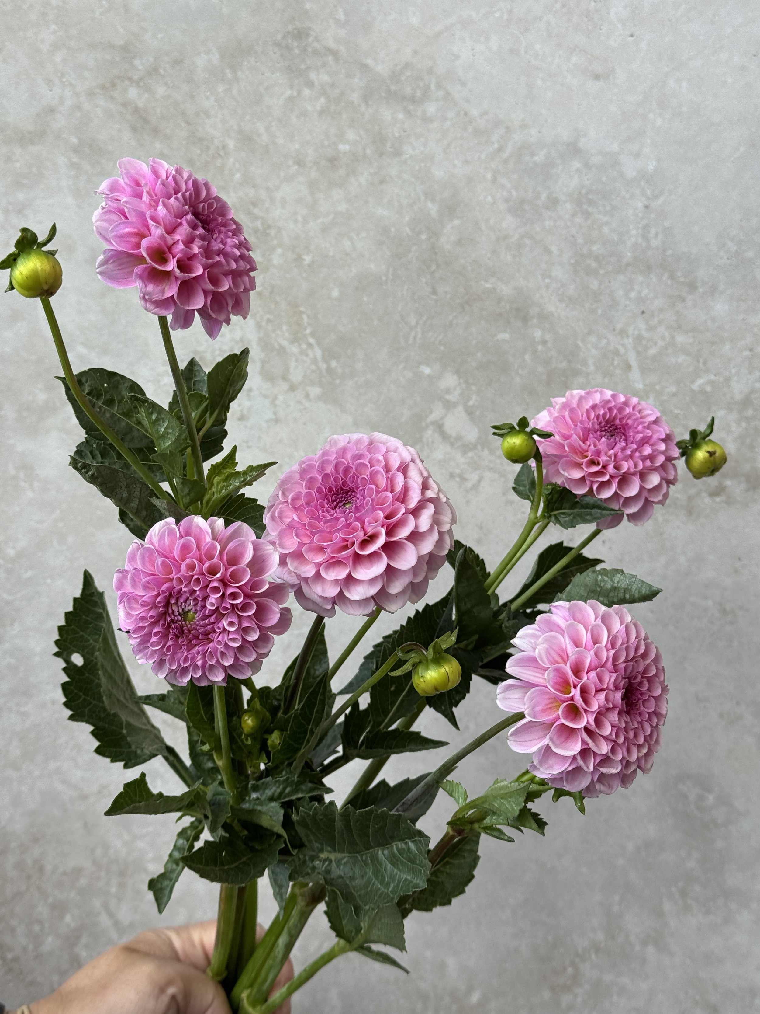 DAHLIA Megan Dean
