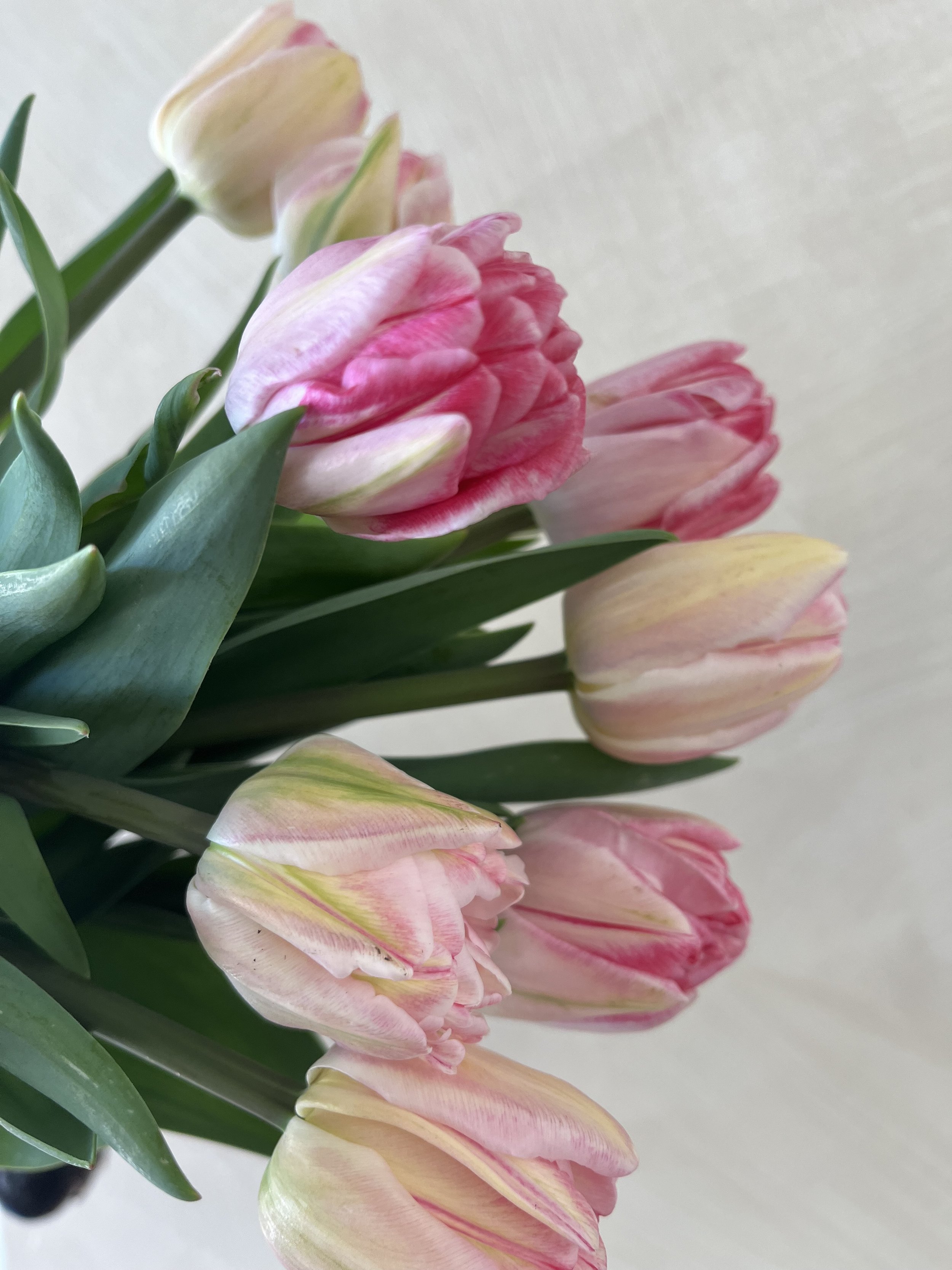 Tulip 'Silver Parrot'