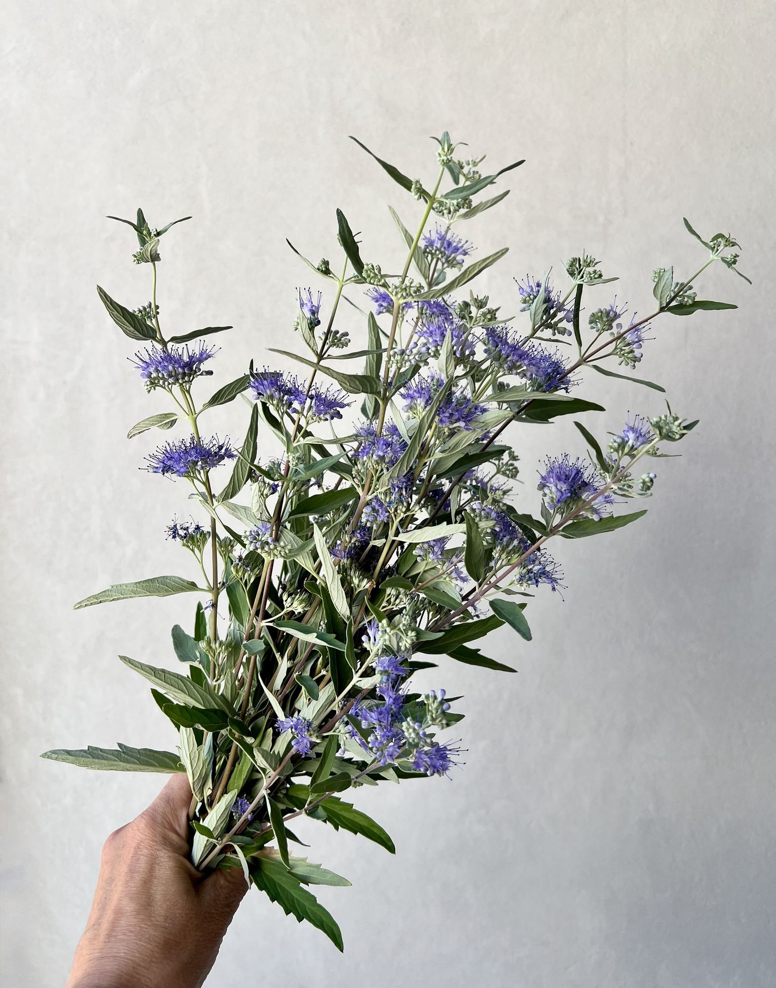 CARYOPTERIS x clandonensis Longwood Blue