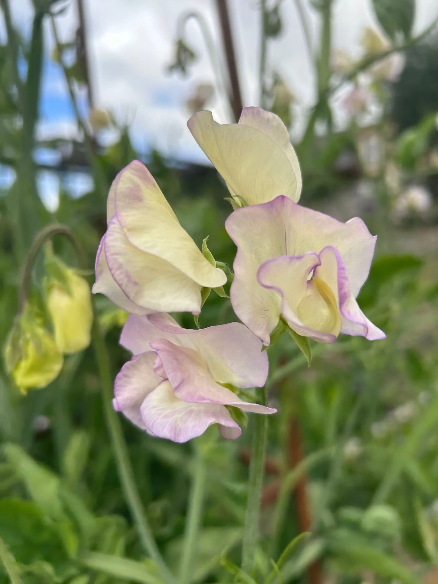 LATHYRUS odoratus Kings High Scent