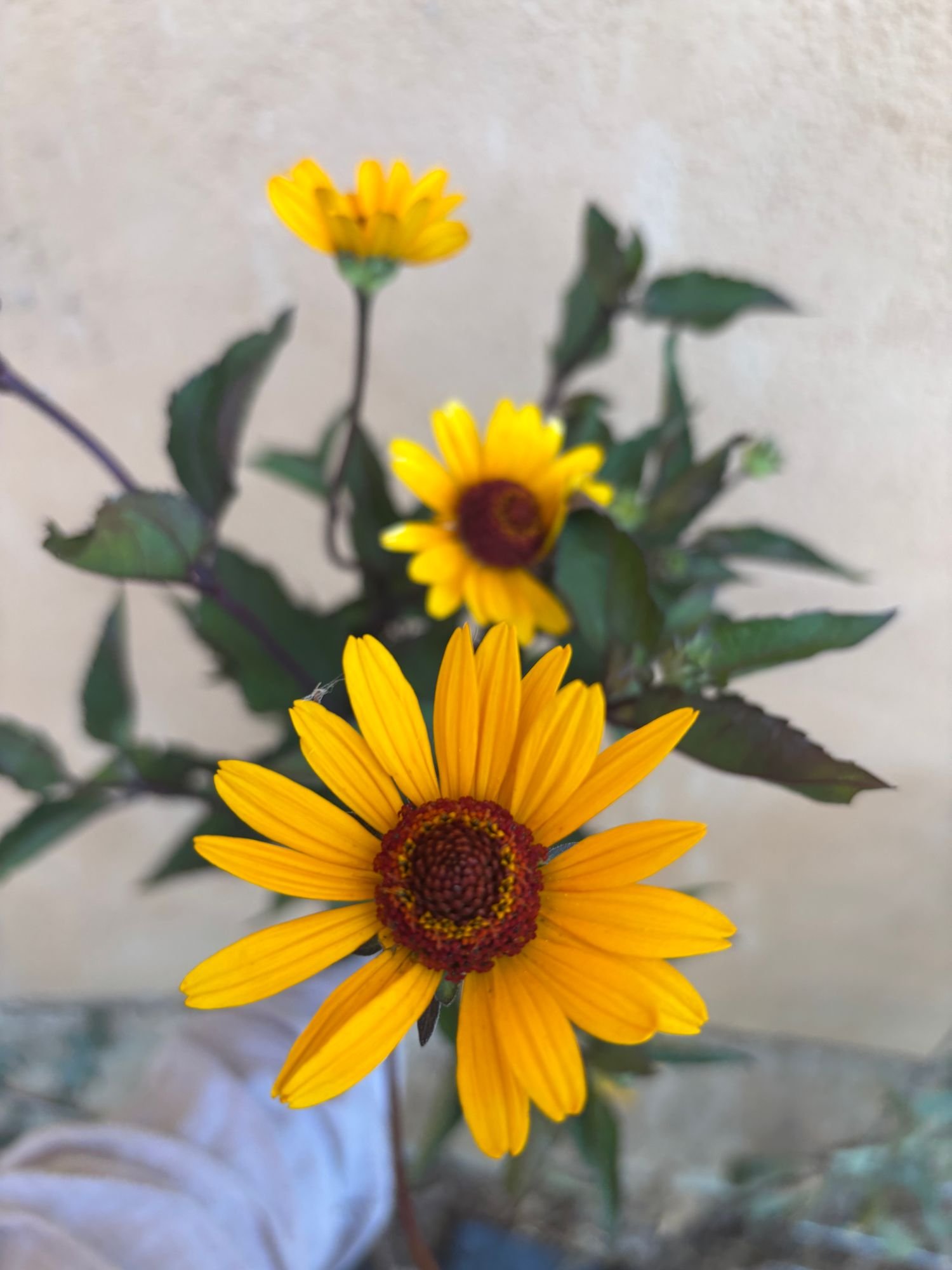 HELIOPSIS helianthoides var. scabra
