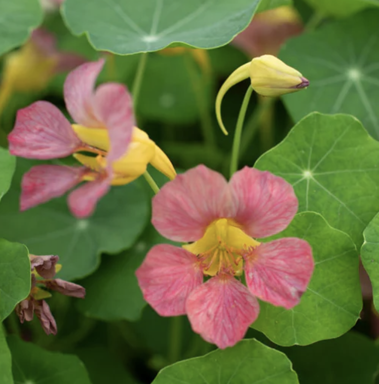 TROPAEOLUM majus Purple Emperor