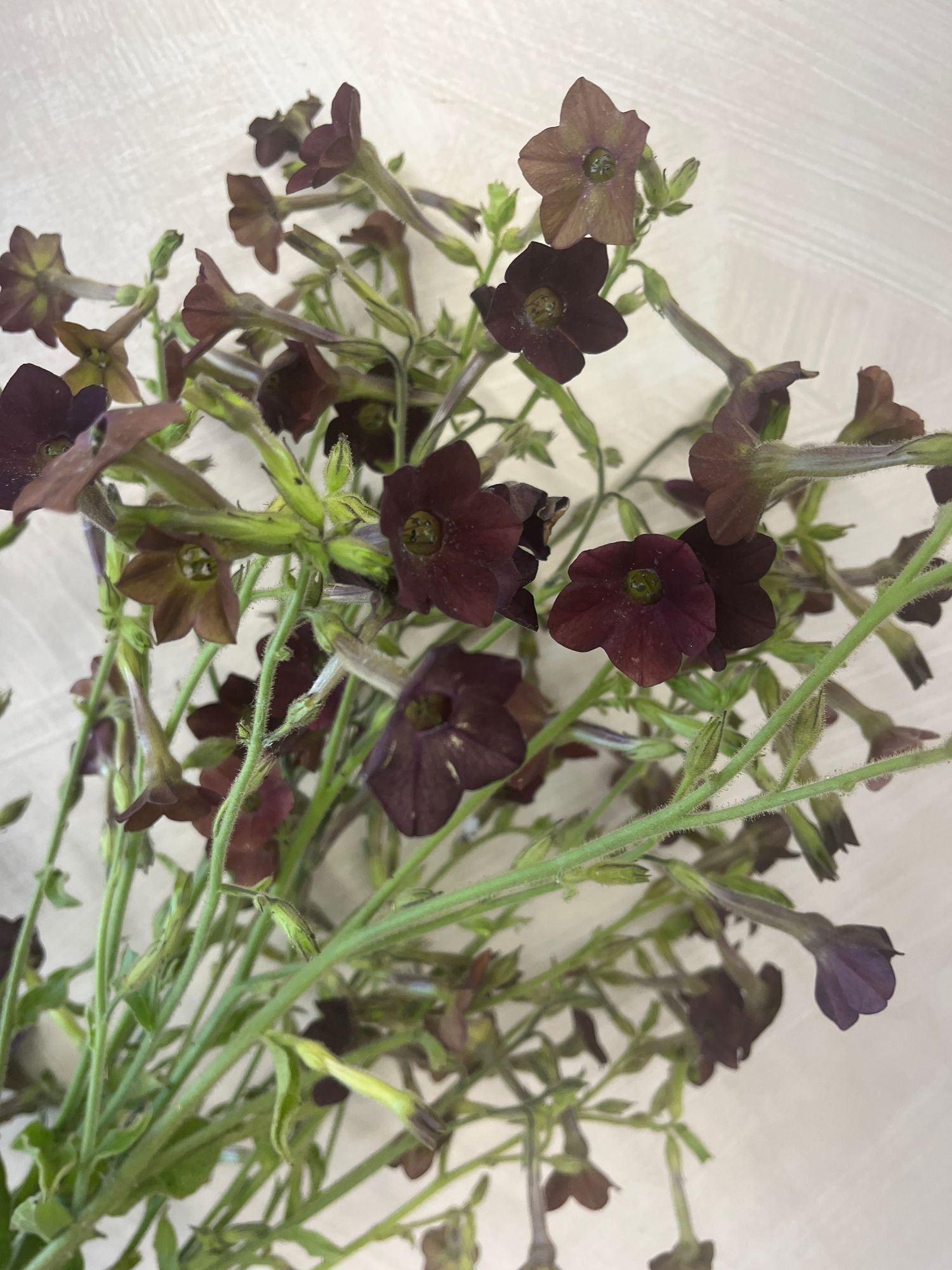 Nicotiana 'Hot Chocolate' $15 bu