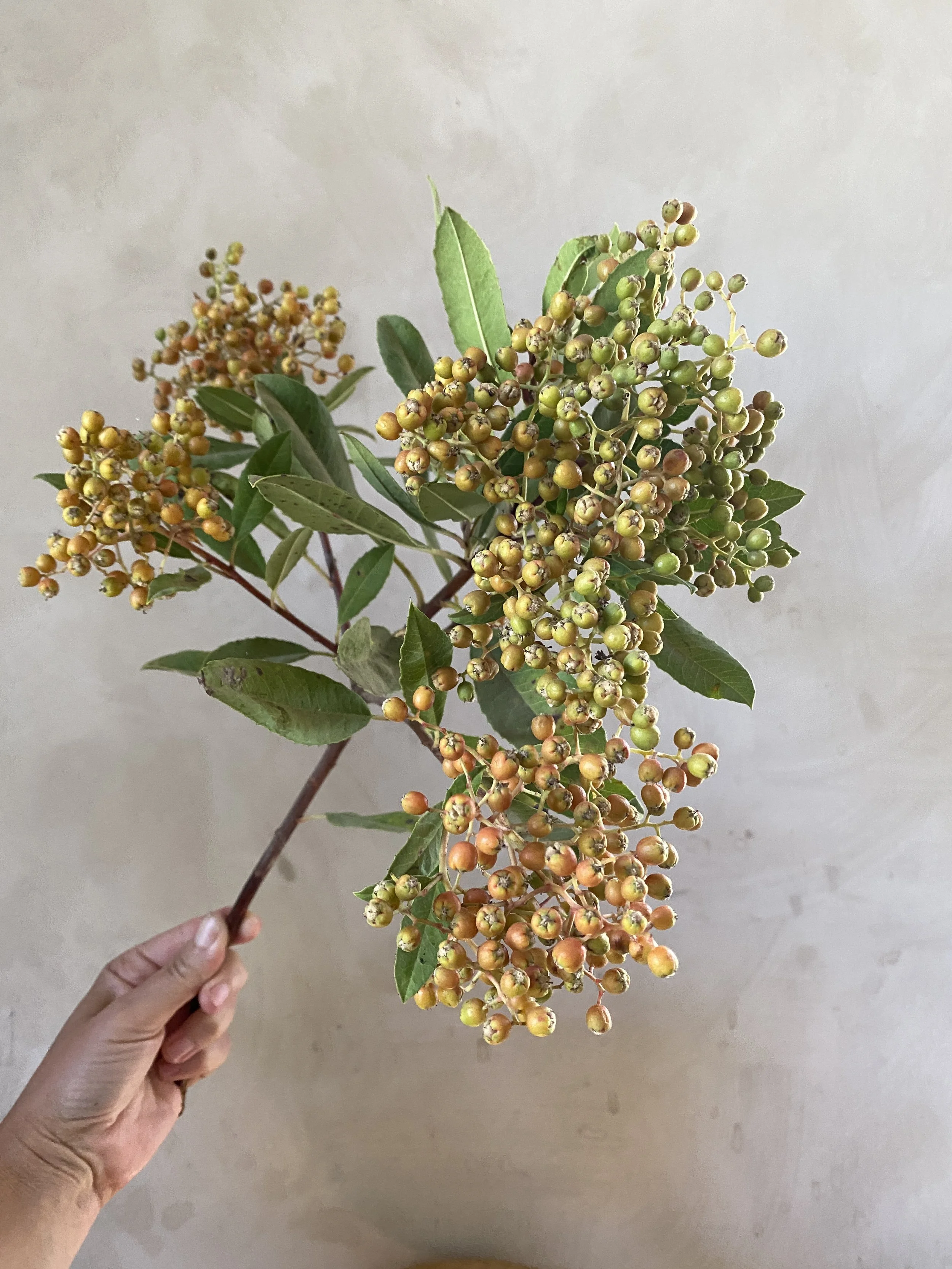 Toyon/ Bronze fruit