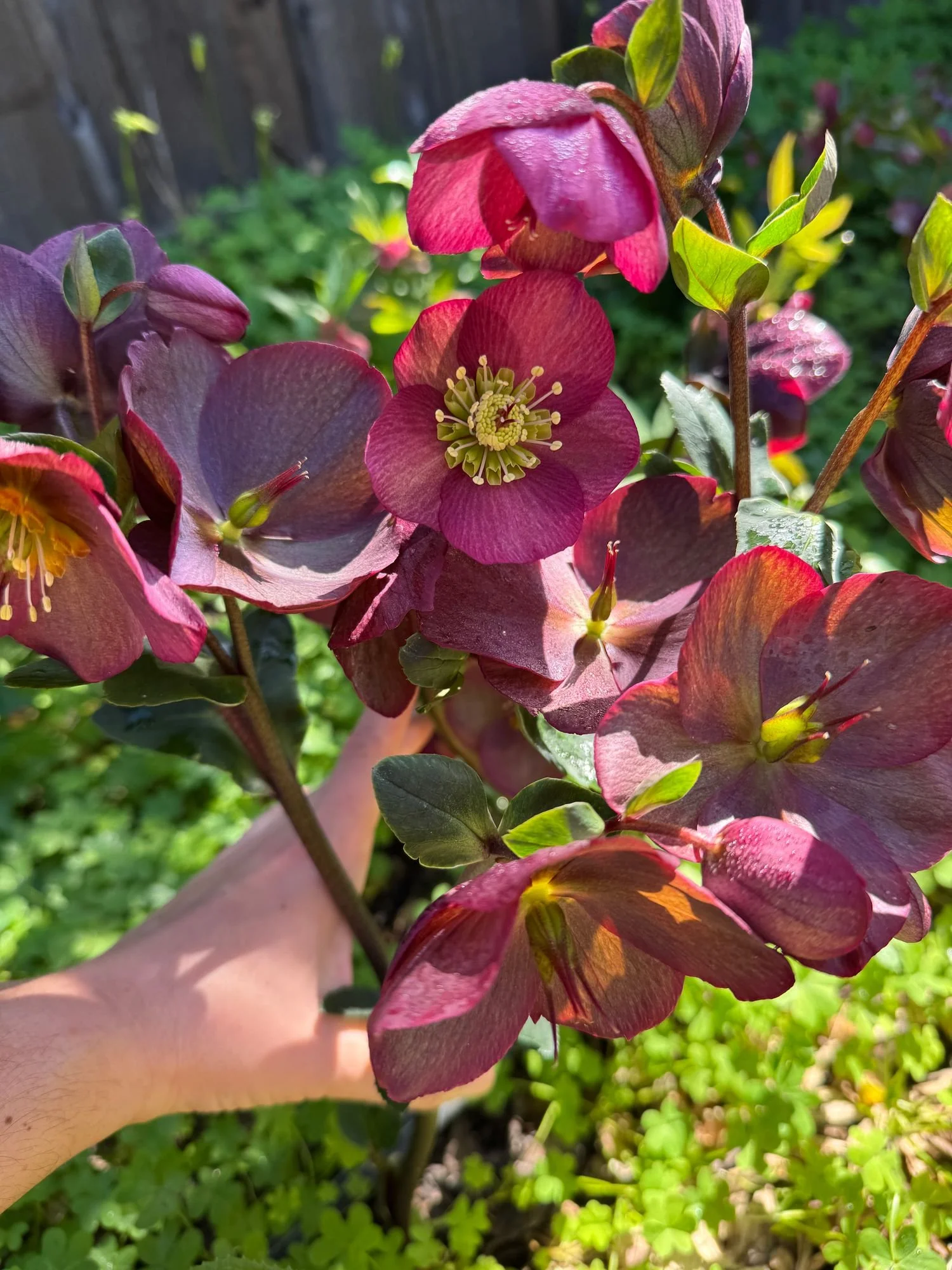 HELLEBORUS x hybridus Ice n Roses
