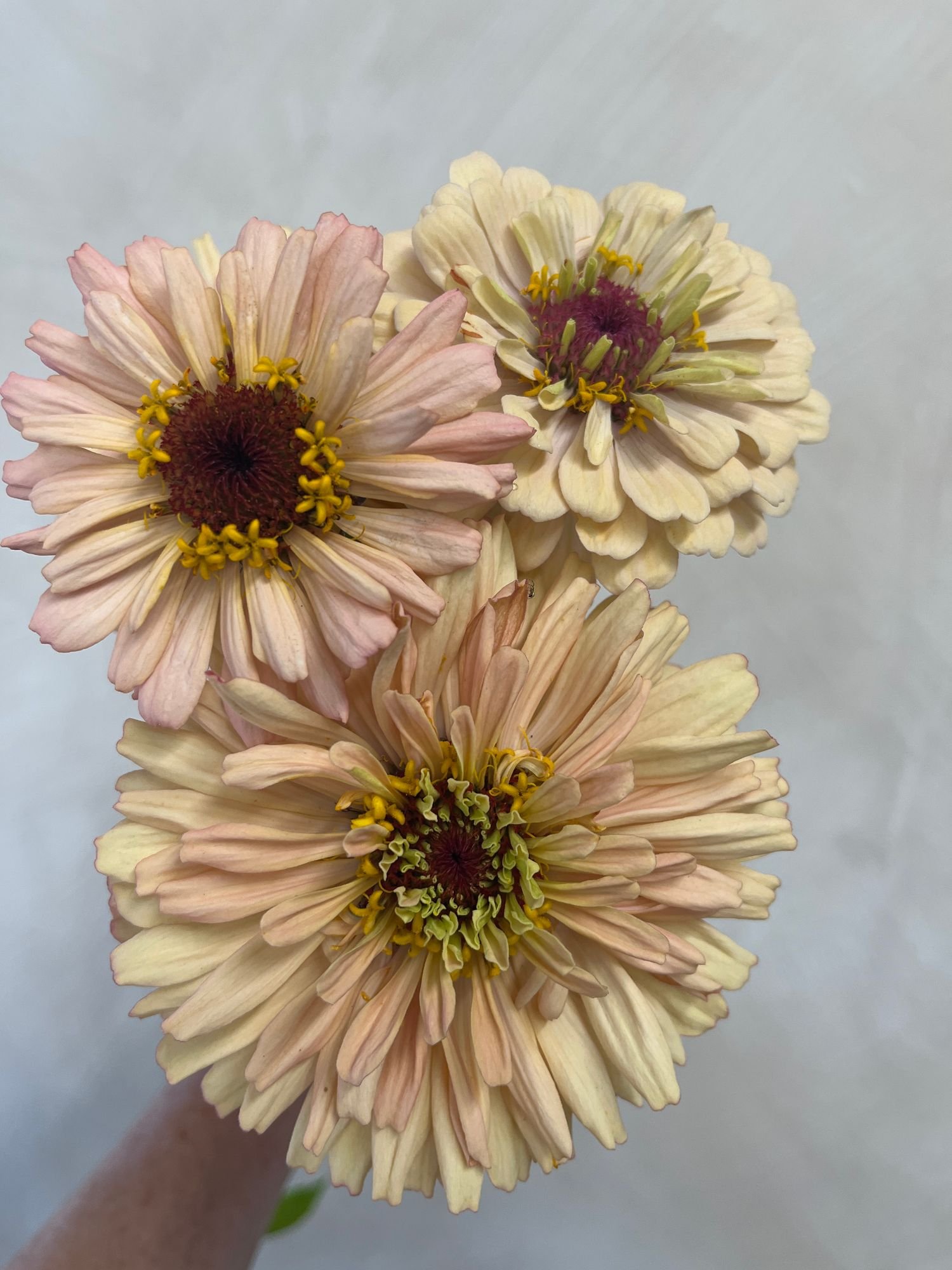 Zinnia 'Dawn Creek Peach'