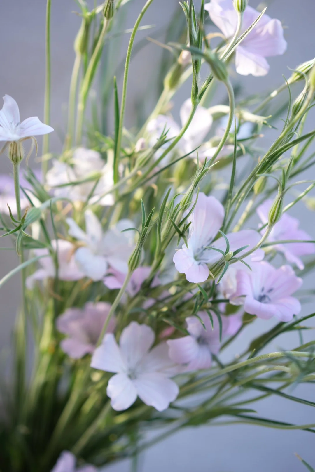 AGROSTEMMA githago Light Rose