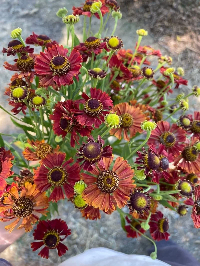 HELENIUM autumnale Mariachi Siesta