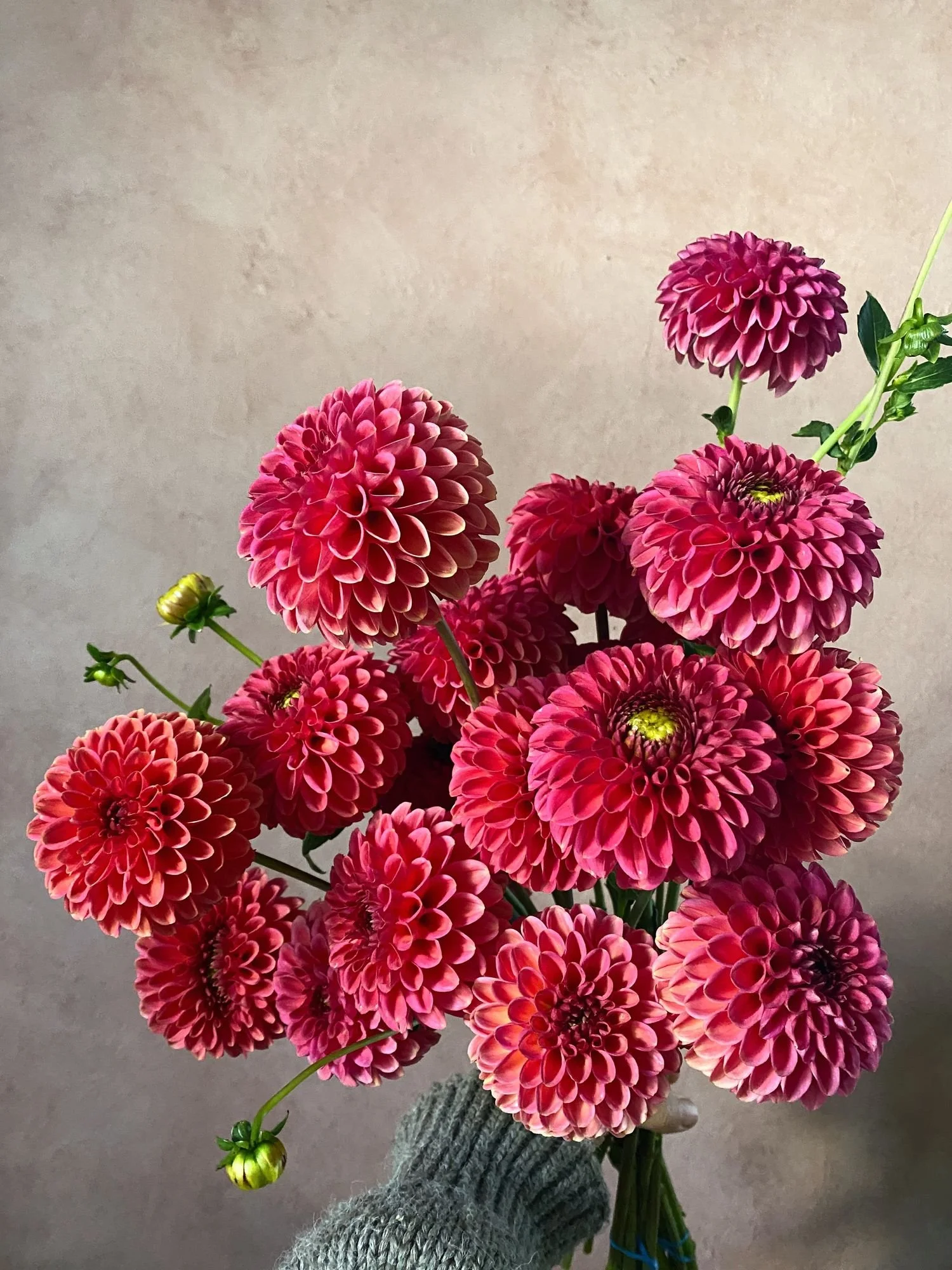 DAHLIA Zundert Mystery Fox