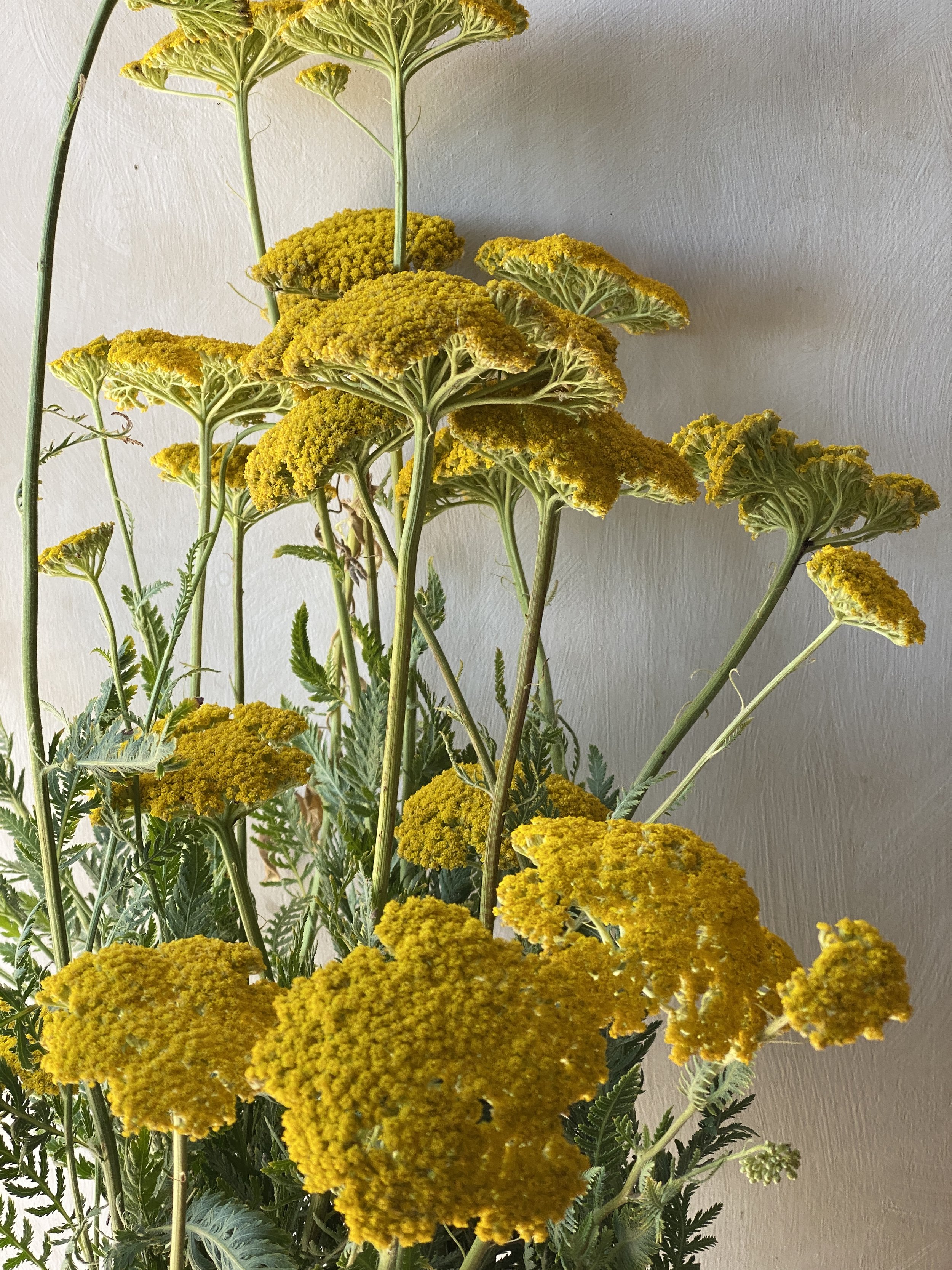 Yarrow 'Cloth of Gold' $11 bu
