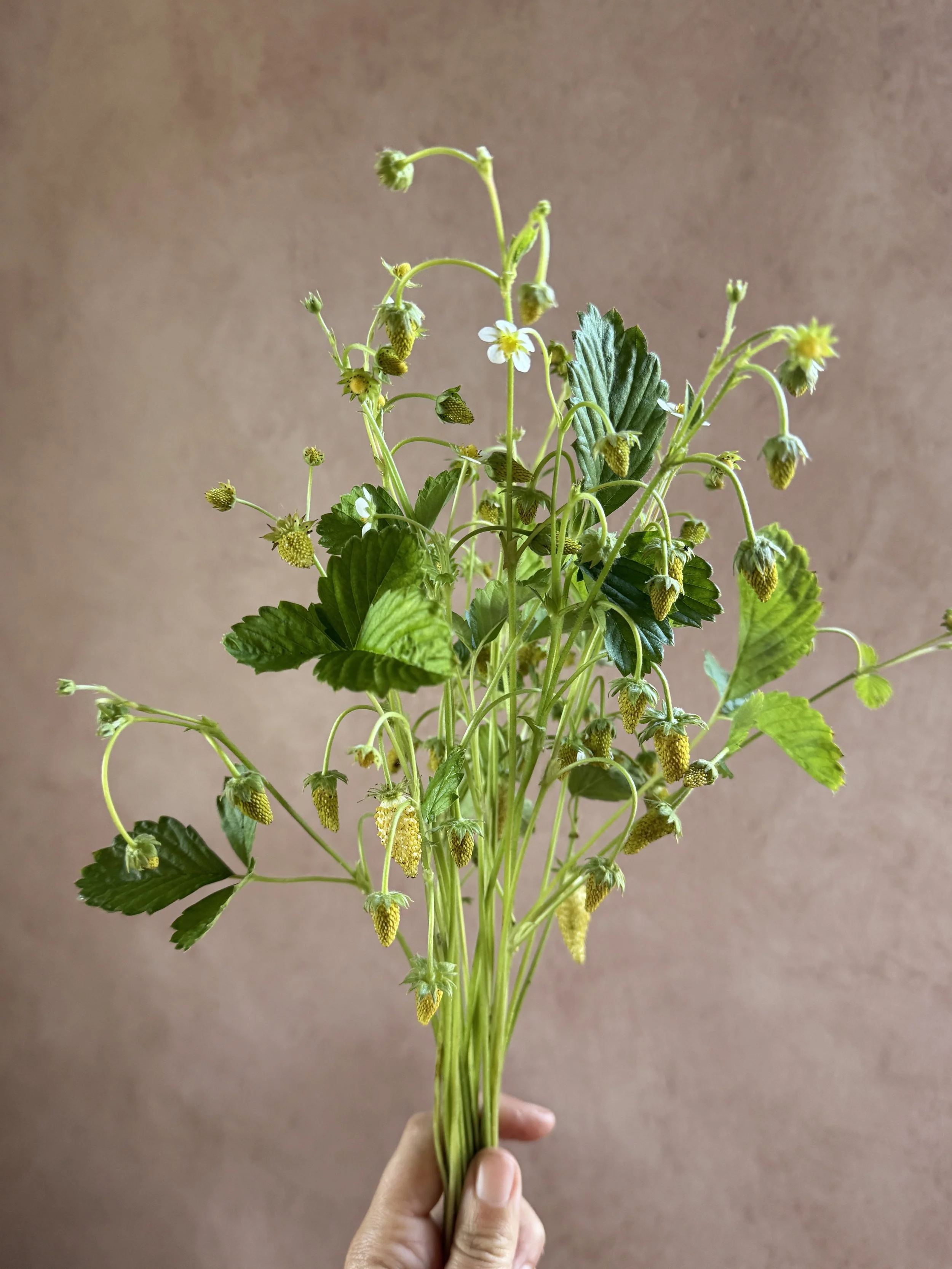 FRAGARIA vesca White Alpine Strawberry