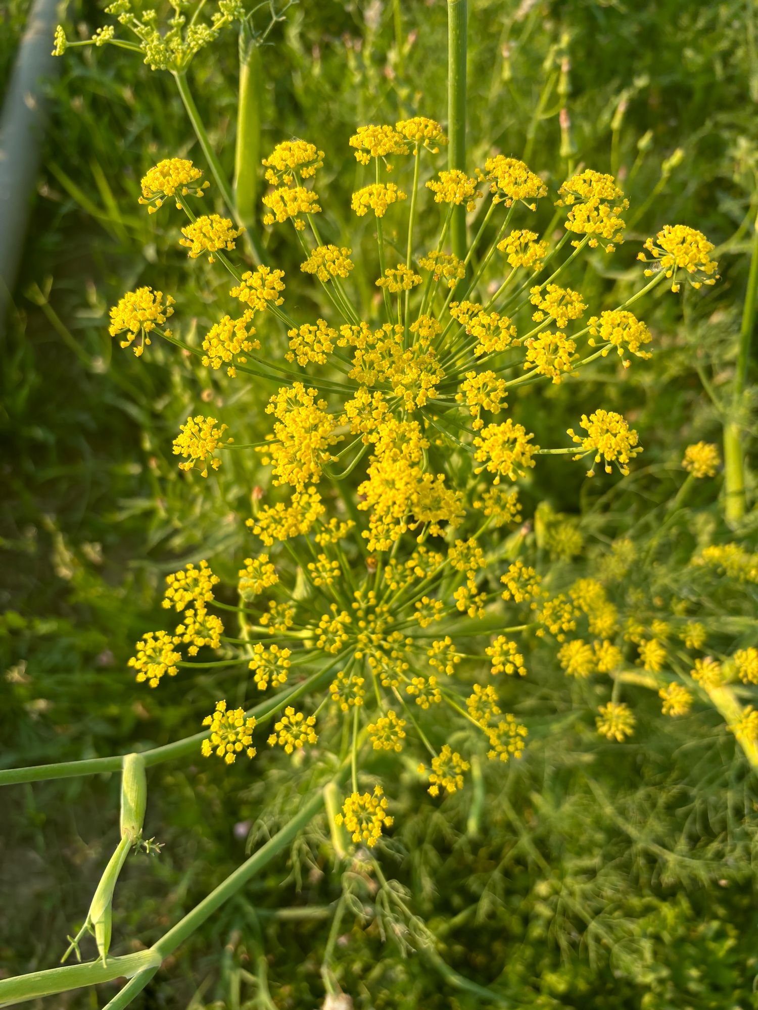 Fennel Flower
