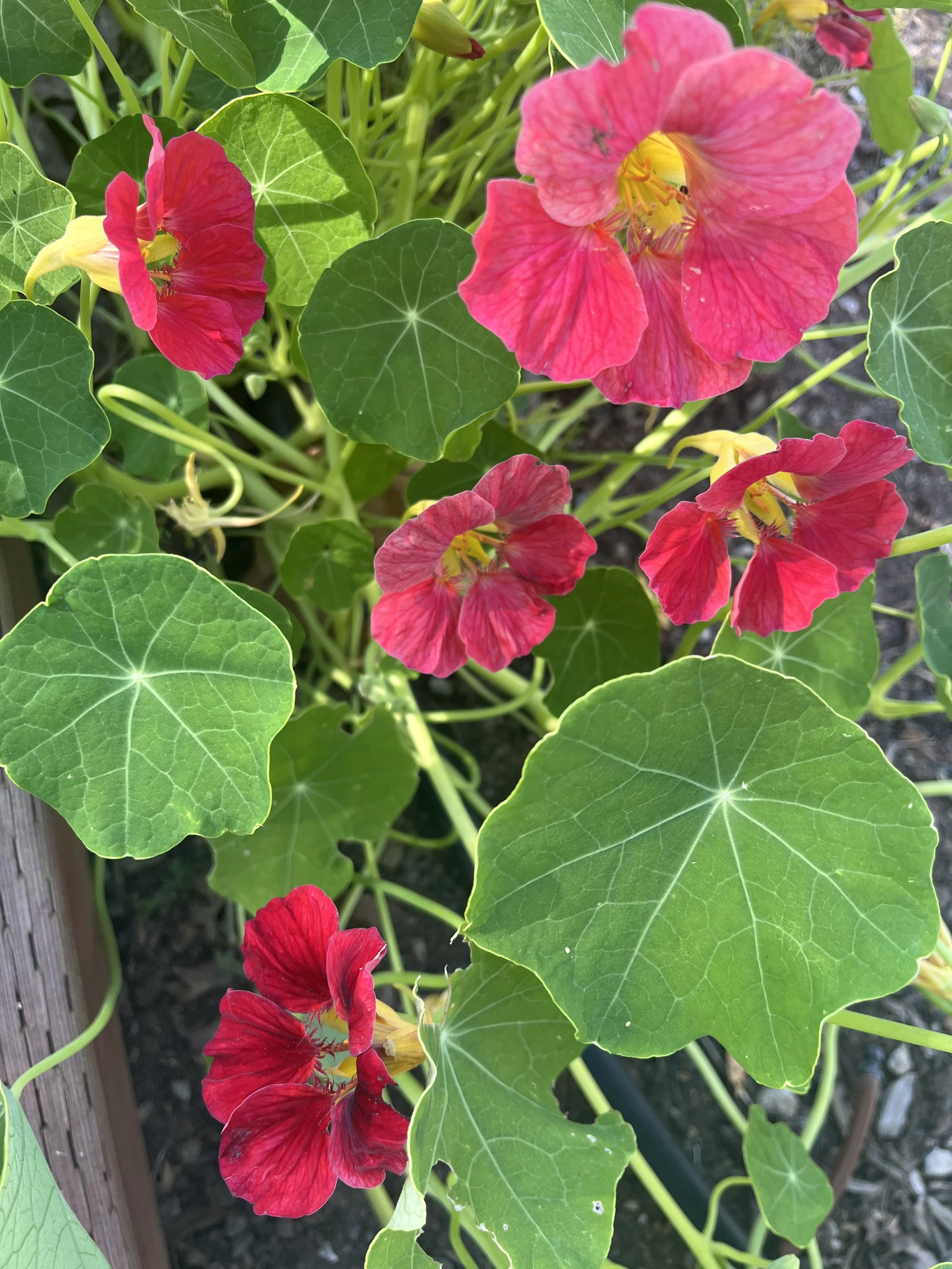 TROPAEOLUM majus Cherry Rose