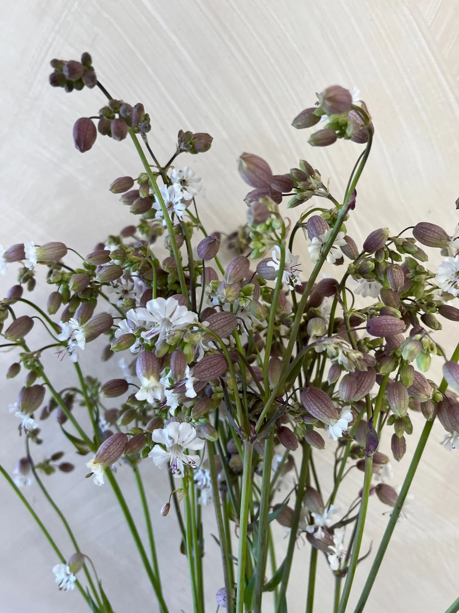 SILENE vulgaris Blushing Lanterns