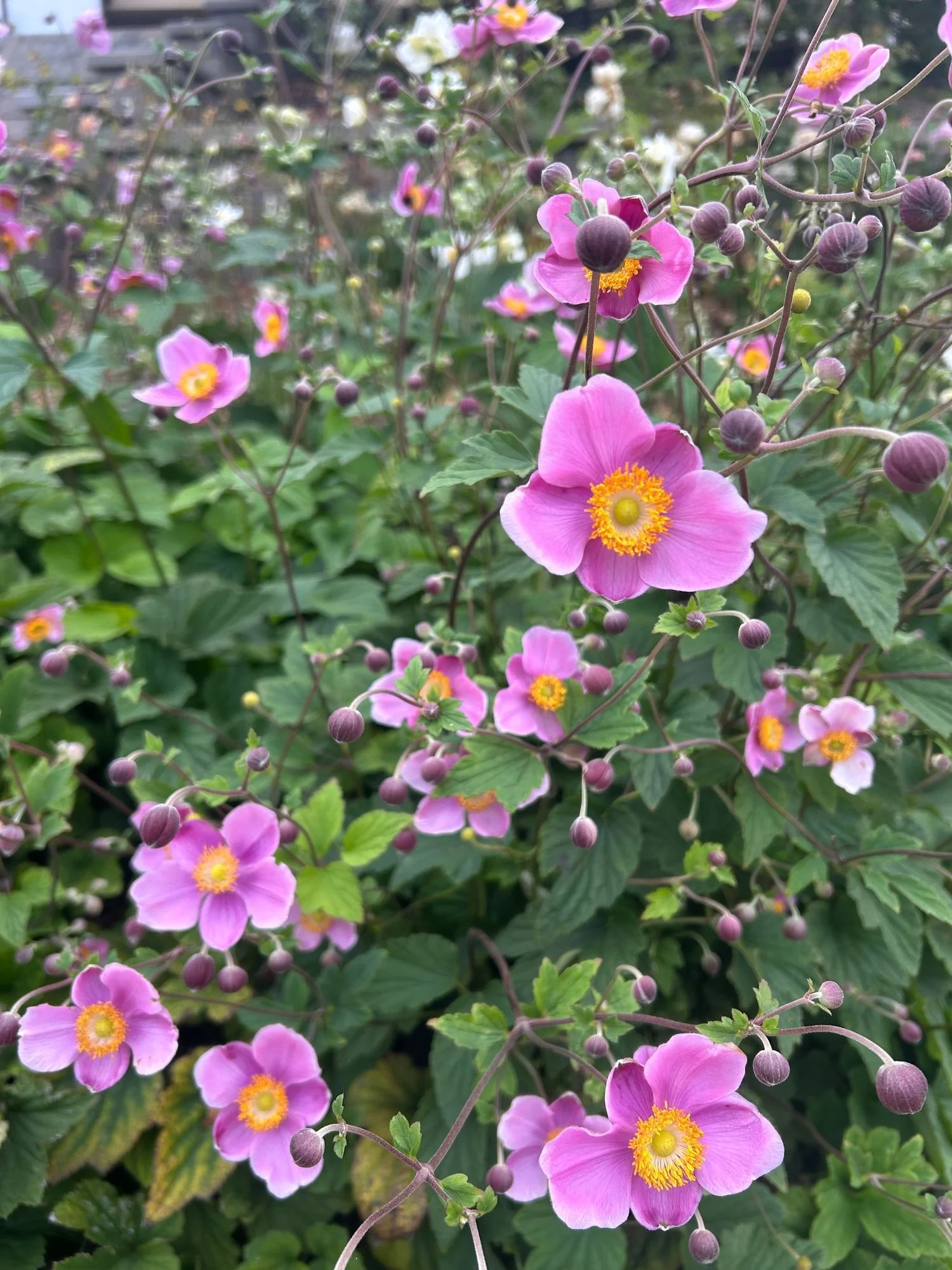 ANEMONE hupehensis September Charm