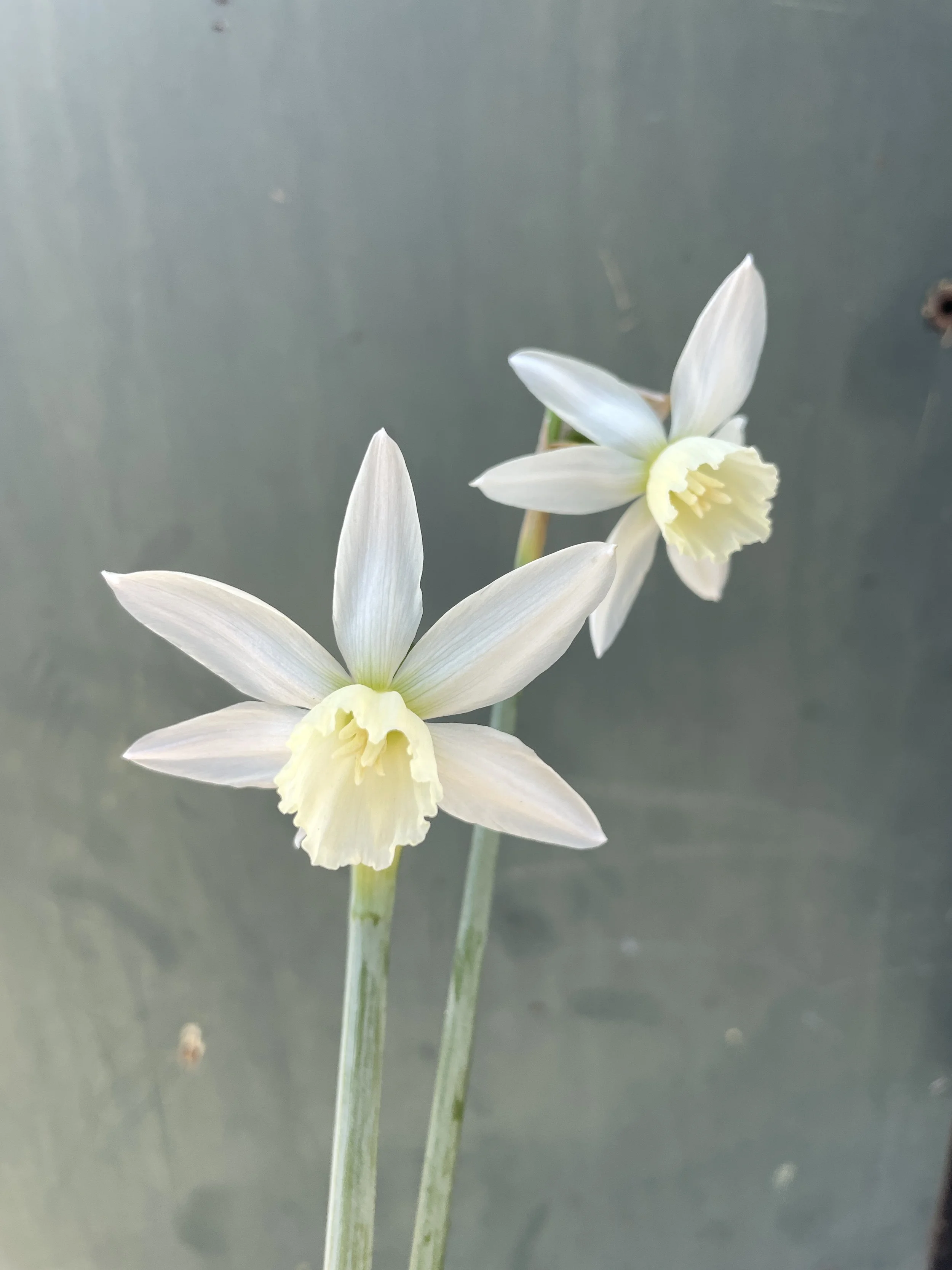 NARCISSUS Starlight Sensation