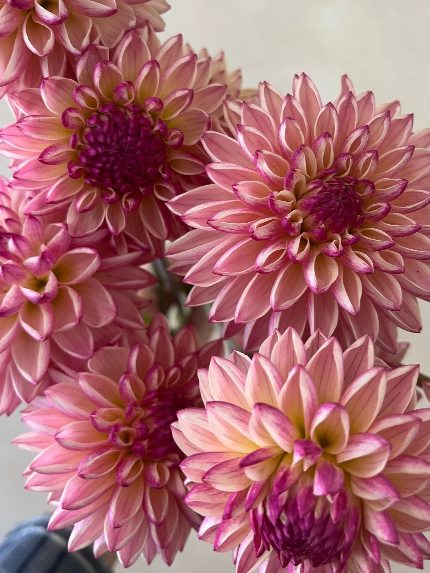 DAHLIA Valley Porcupine