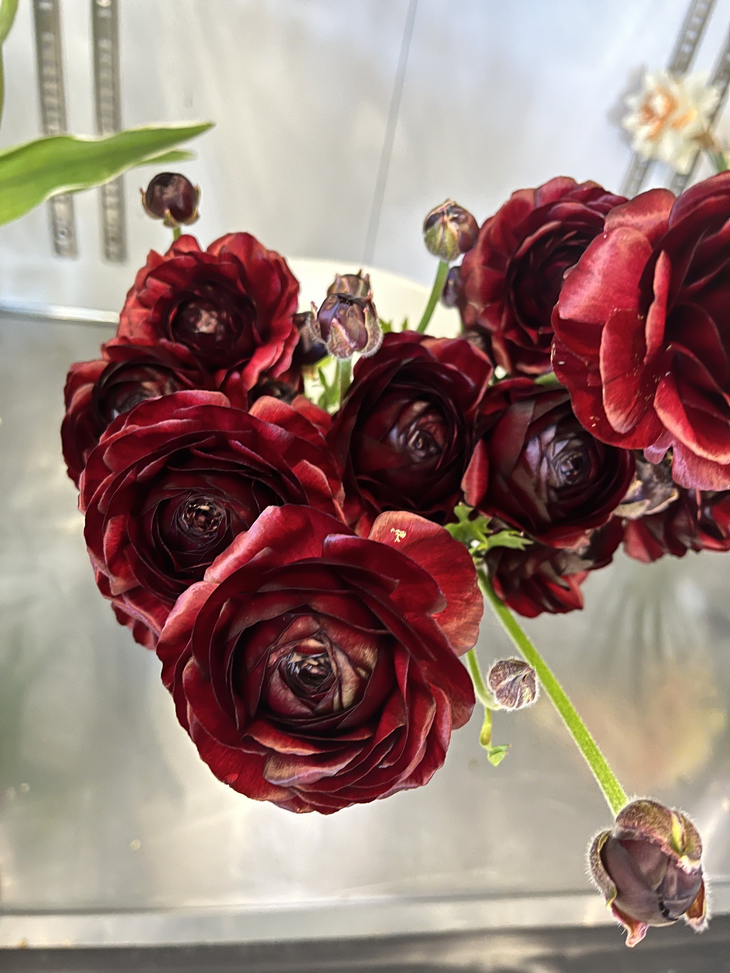 Romance Ranunculus 'Perigord'