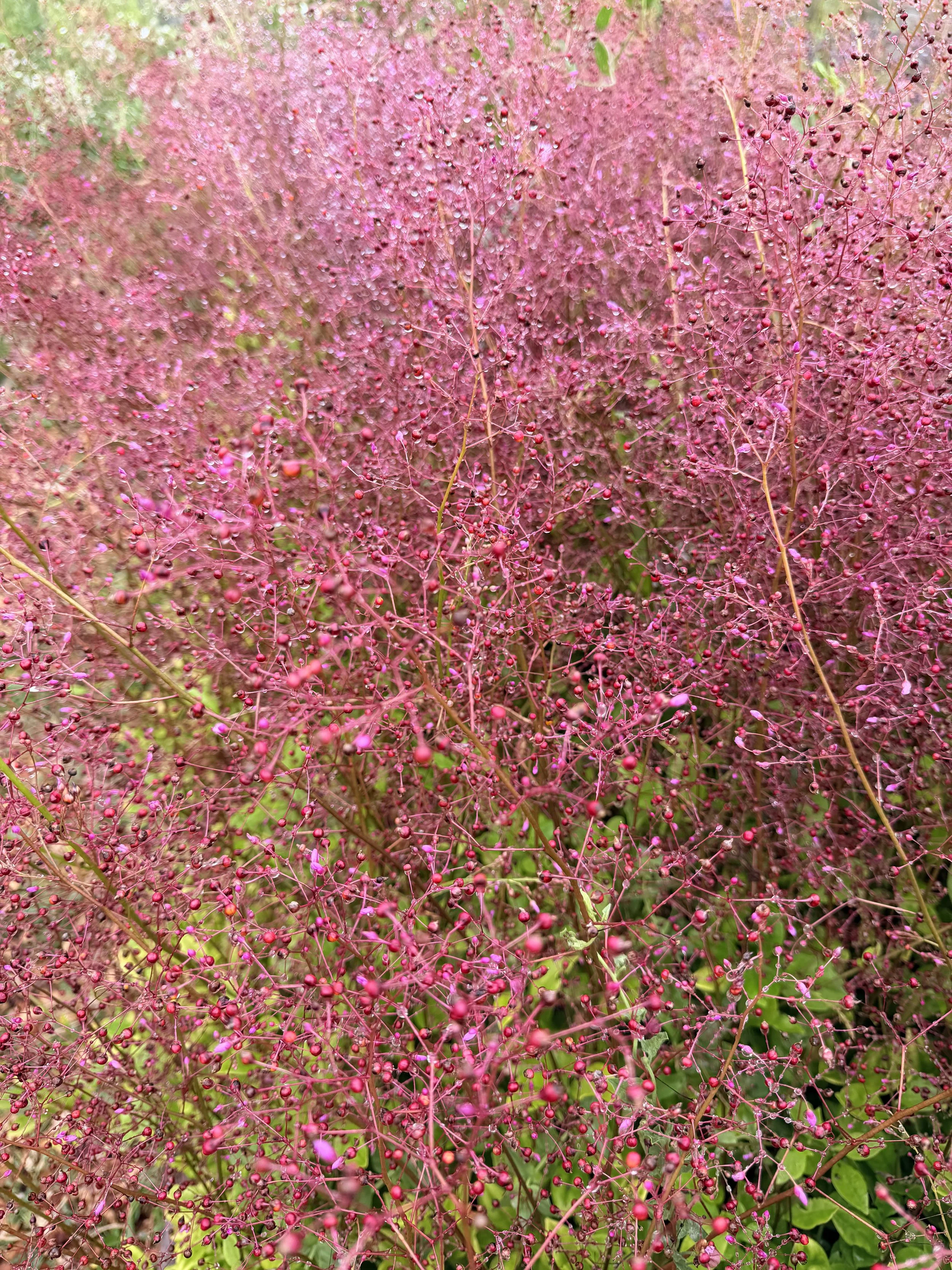 TALINUM paniculatum
