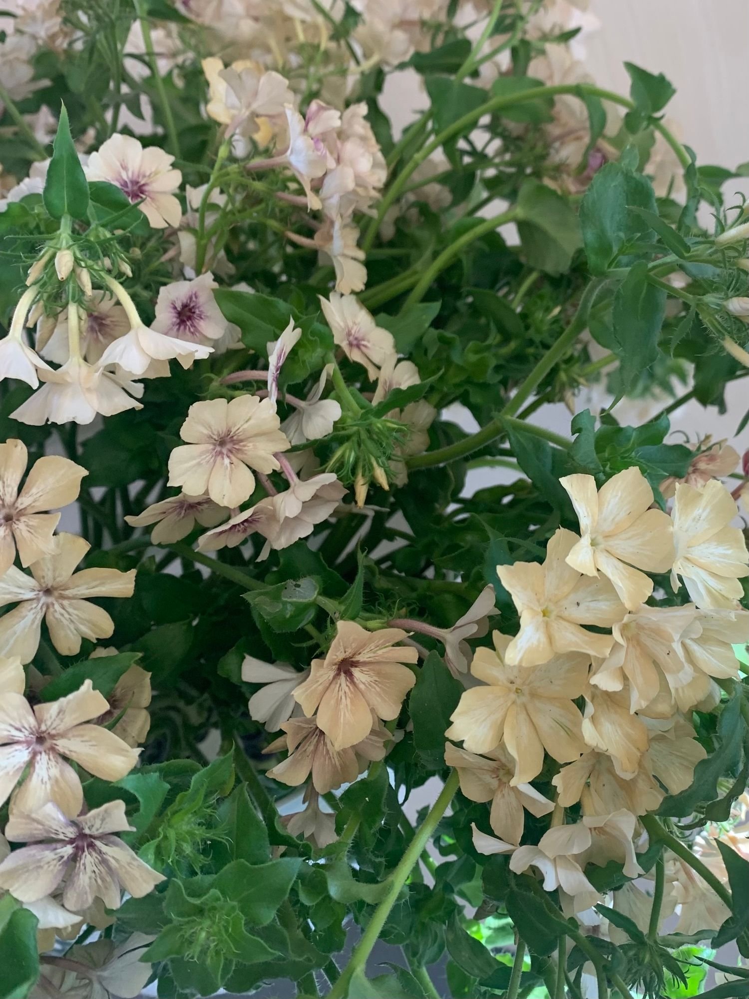 Phlox 'Creme Brulee'
