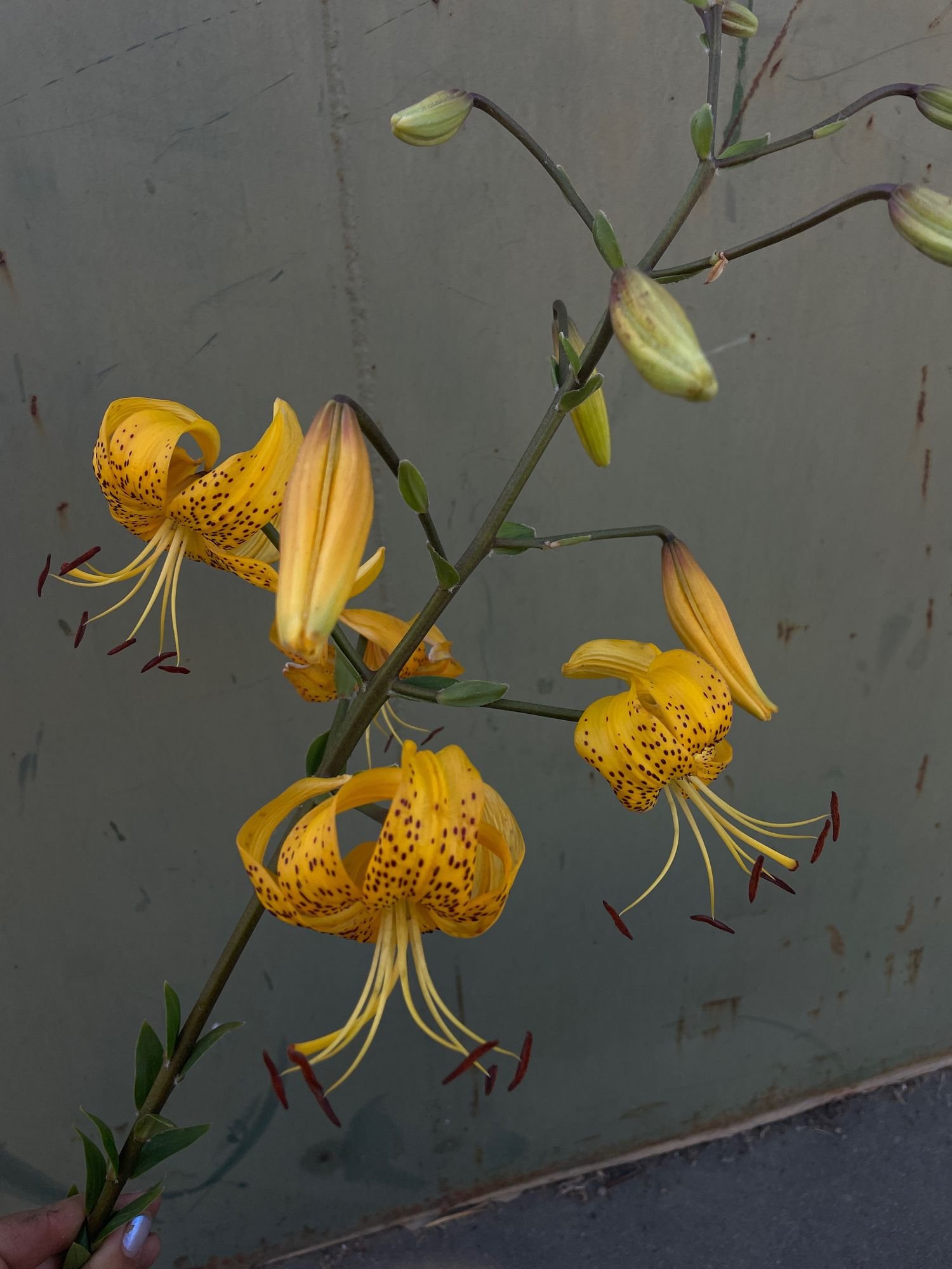 LILIUM lancifolium Yellow Bruse