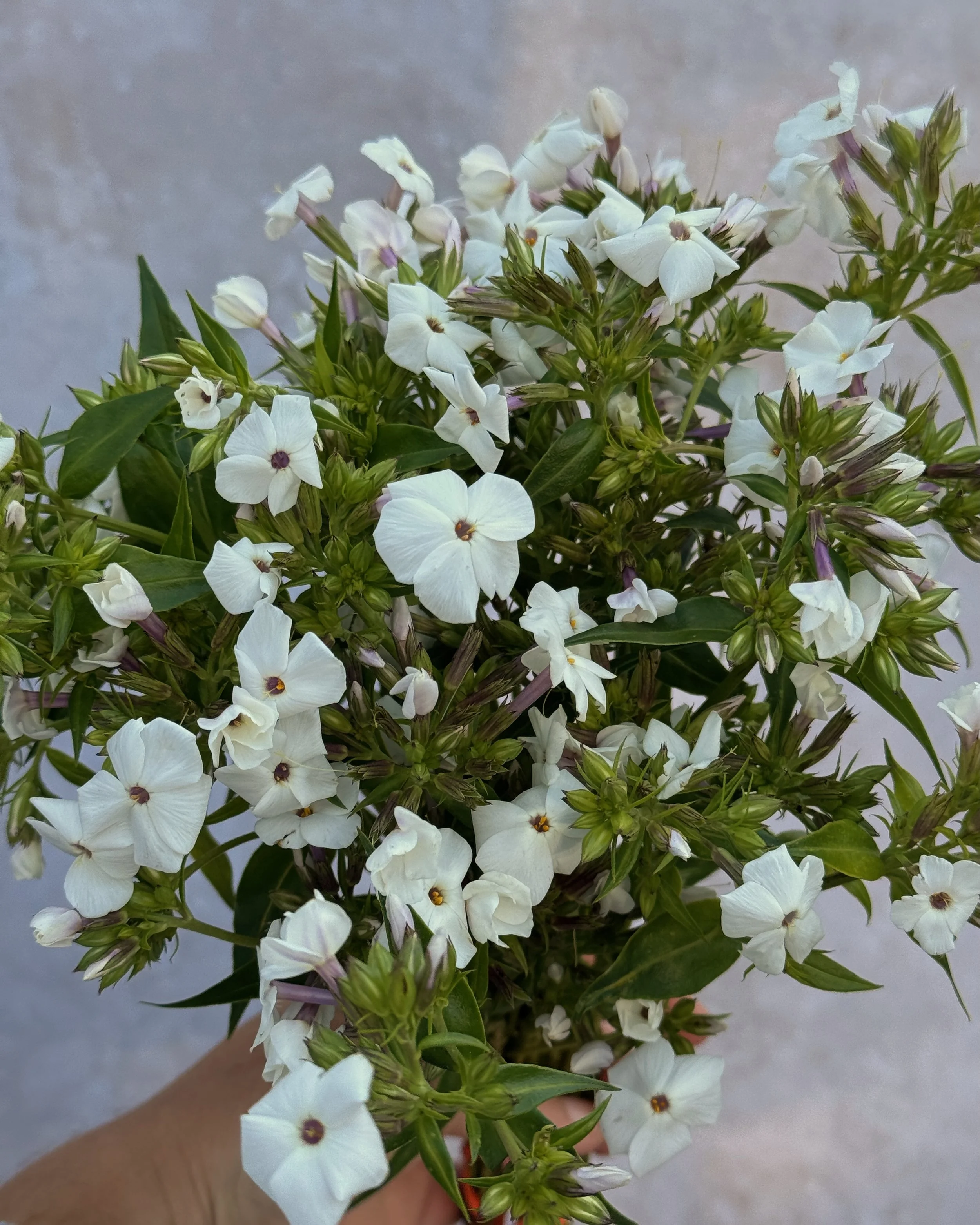PHLOX carolina Minnie Pearl