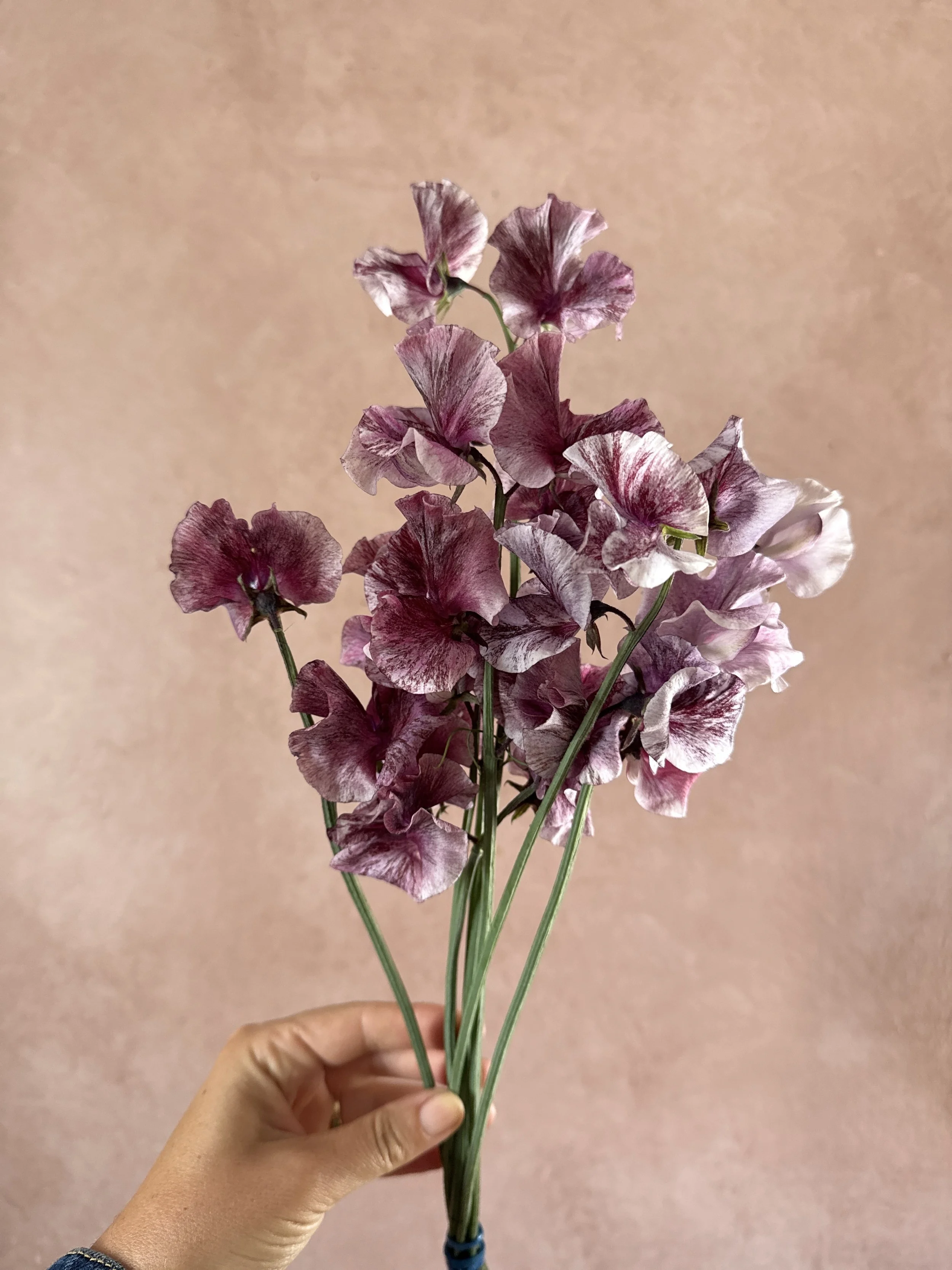 LATHYRUS Suzy Z