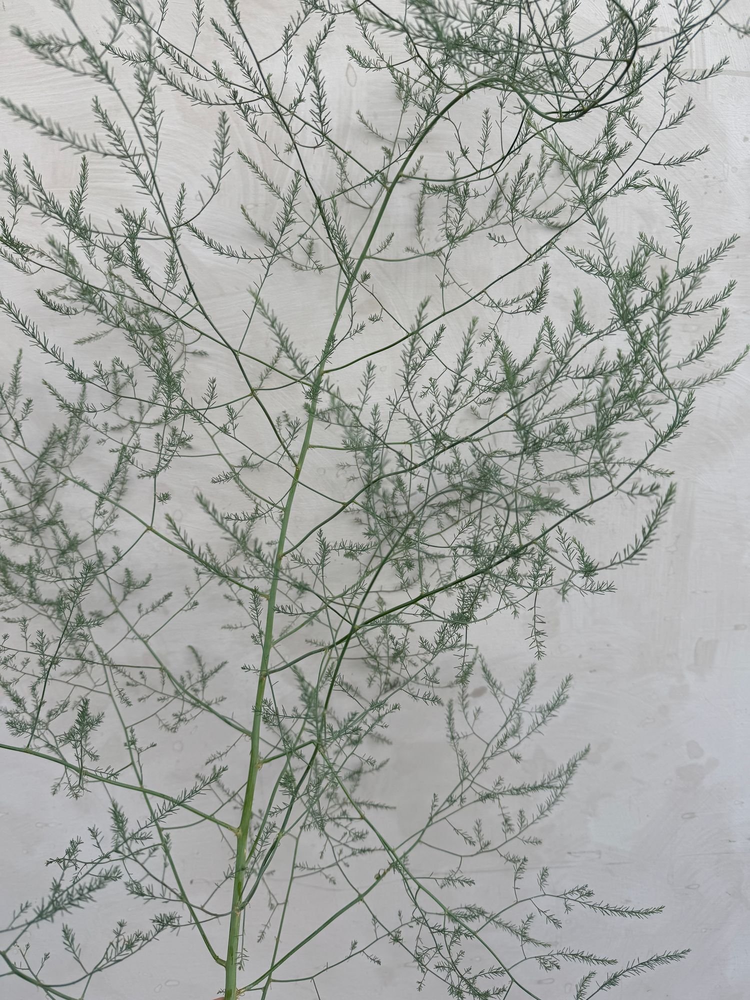 ASPARAGUS officinalis