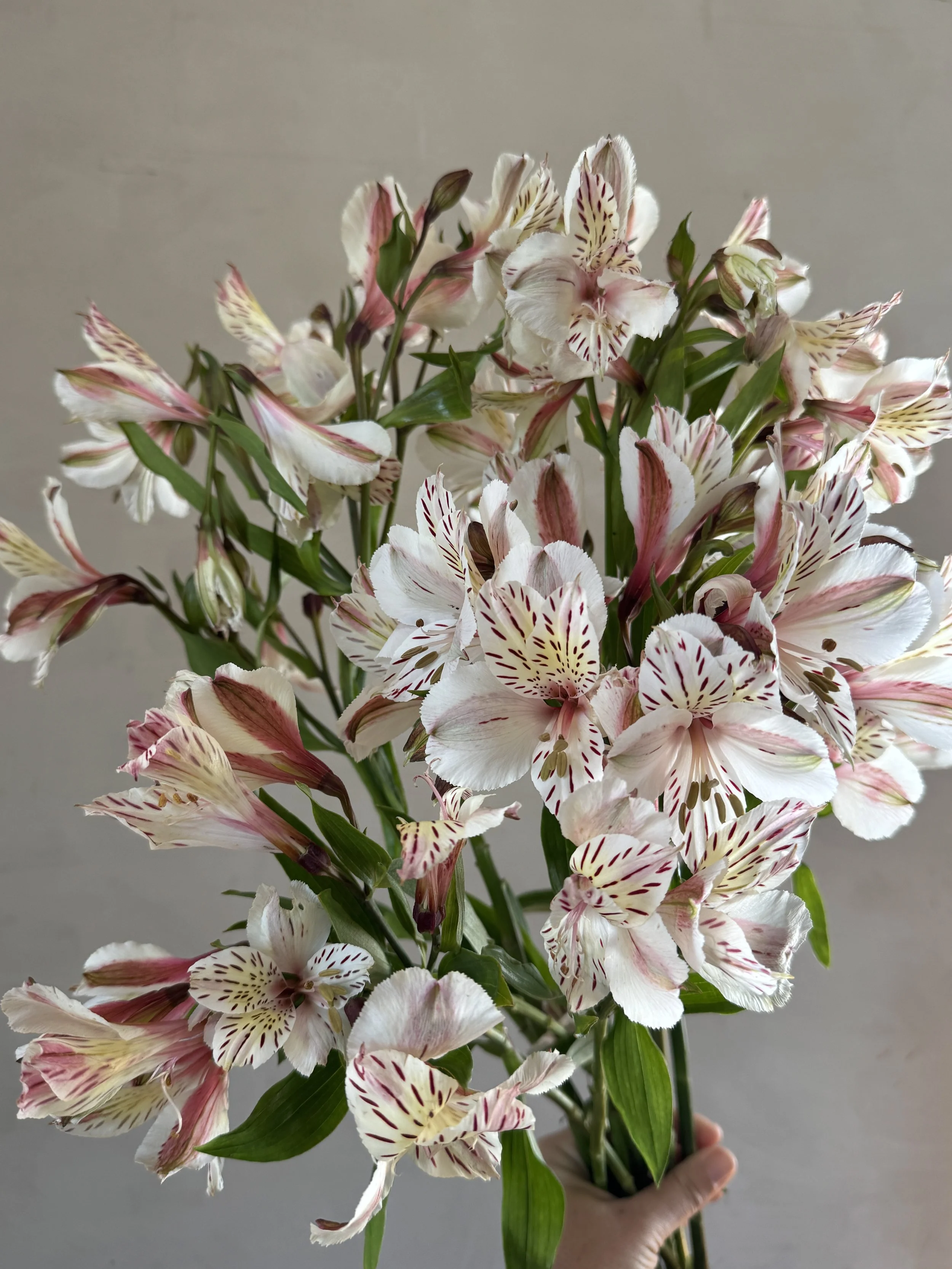 ALSTROEMERIA x Casablanca