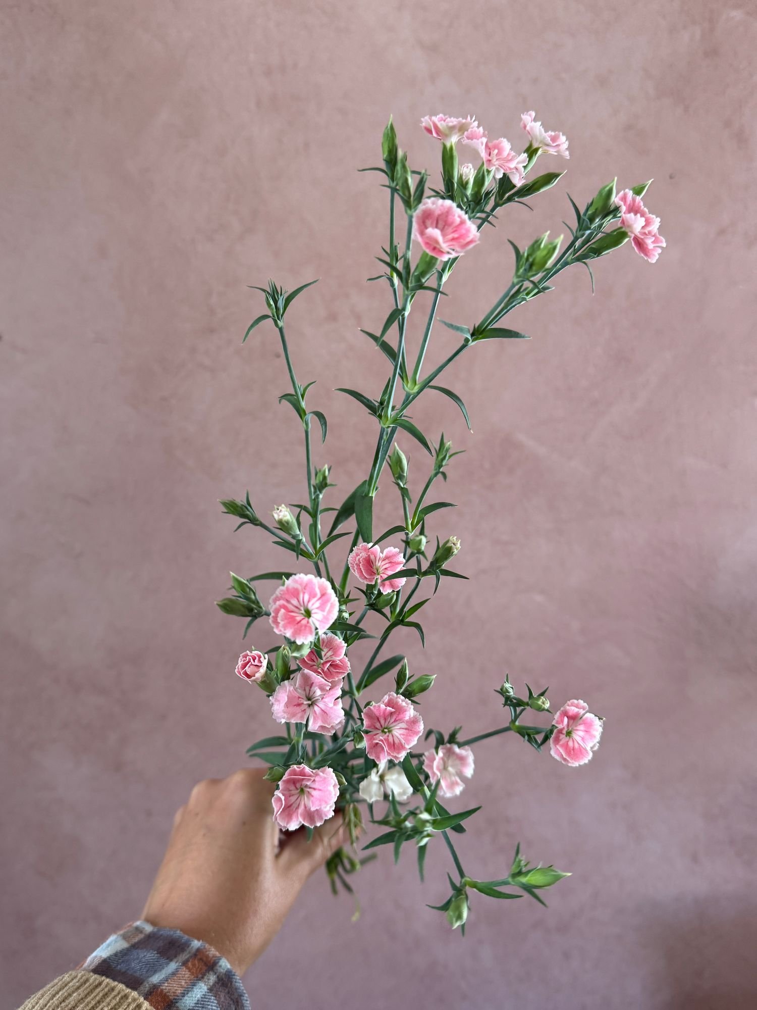 DIANTHUS caryophyllus Raffine Petit Aimee