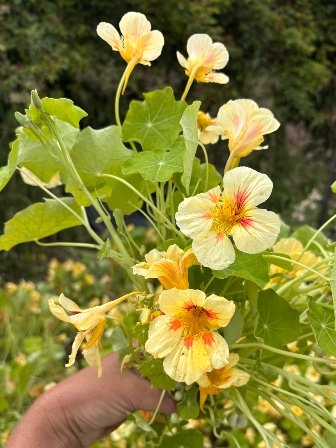 TROPAEOLUM majus Vanilla Berry