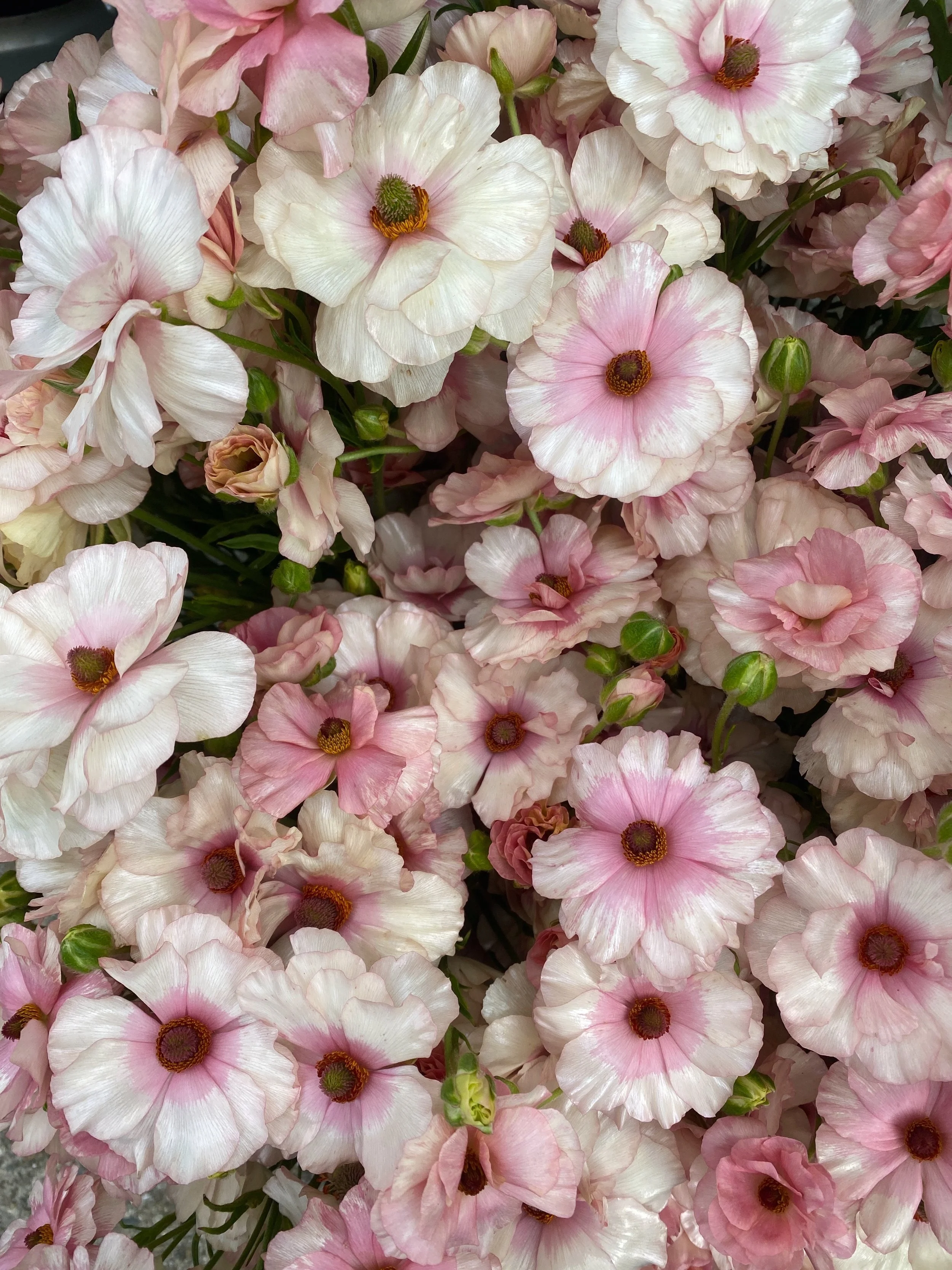 Butterfly Ranunculus 'Ariadne'