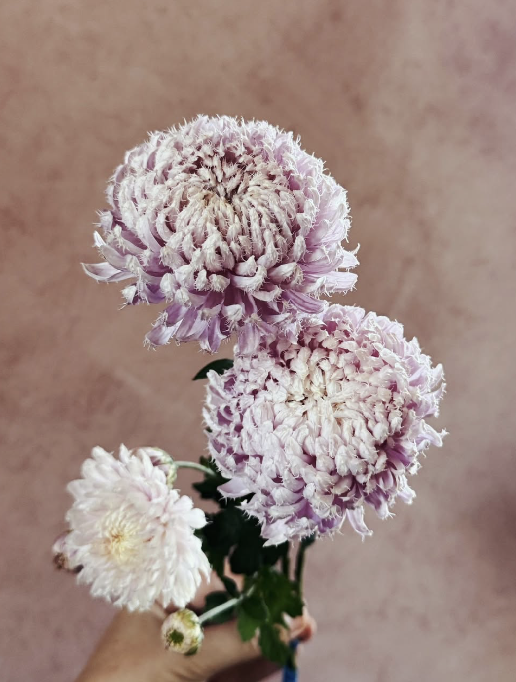 CHRYSANTHEMUM x Gertrude