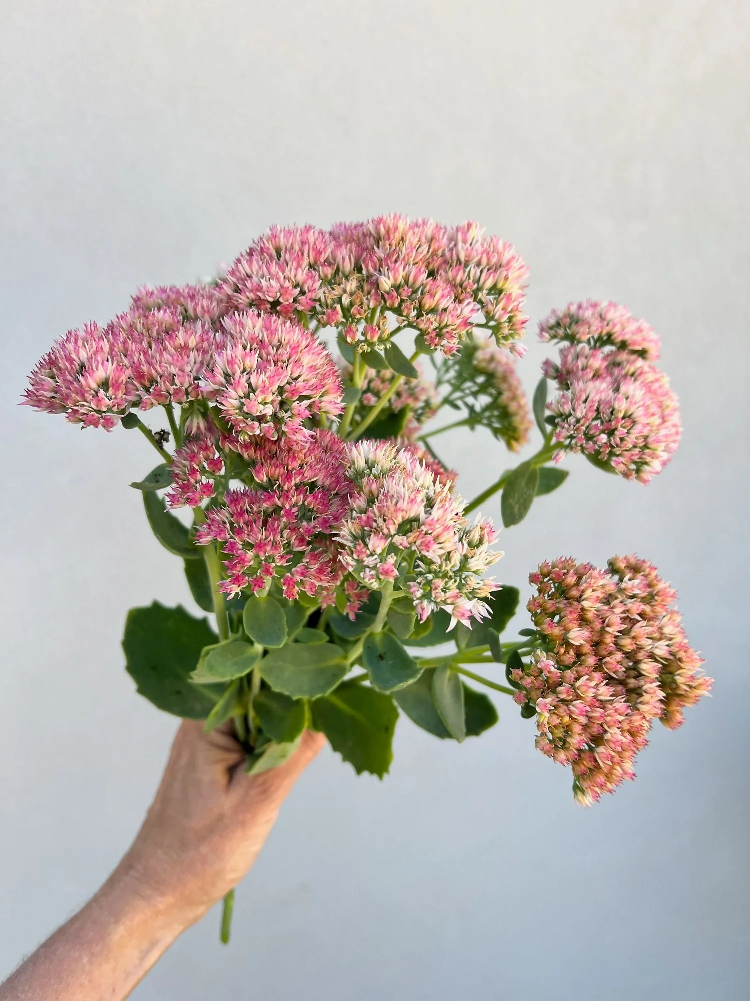 HYLOTELEPHIUM spectabile Autumn Joy