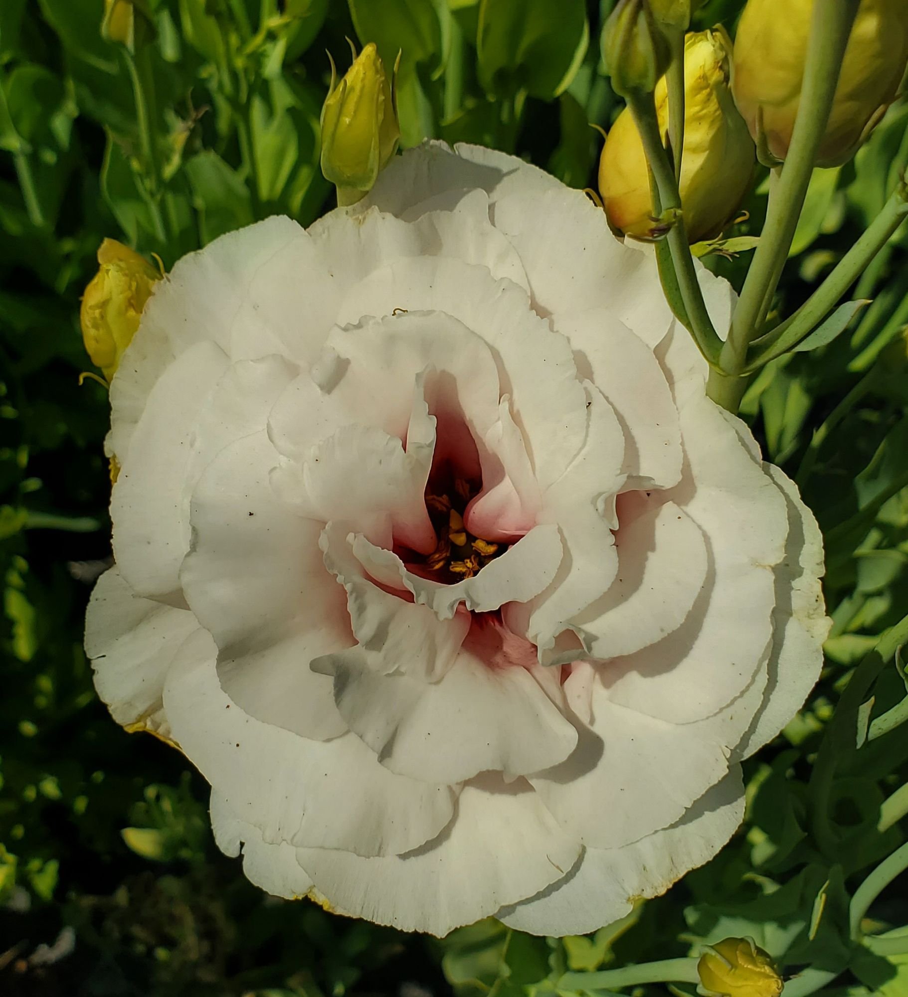 Lisianthus 'Corelli Light Pink'