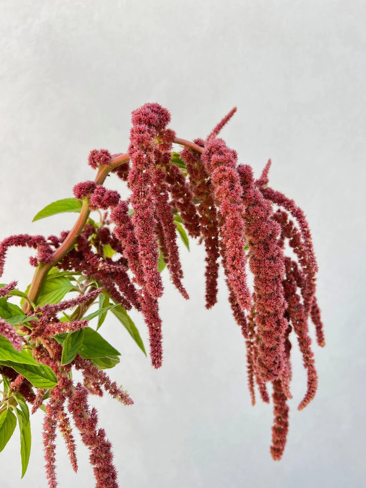 AMARANTHUS caudatus Coral Fountains