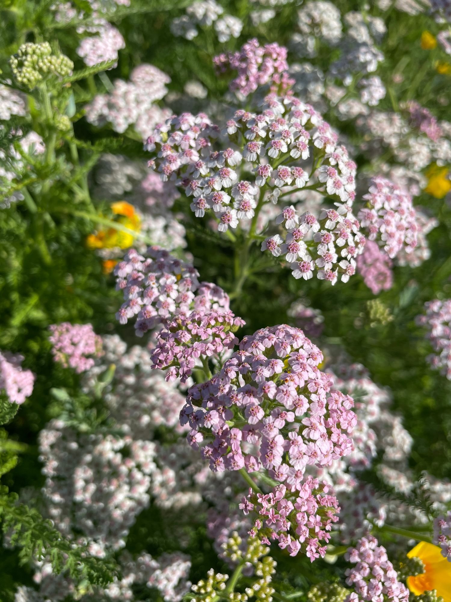 Yarrow 'Lilac'