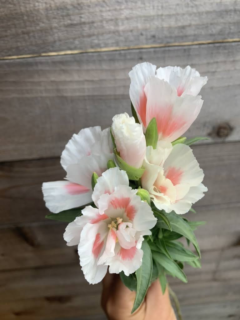Clarkia 'Grace Shell Pink' $11 bu