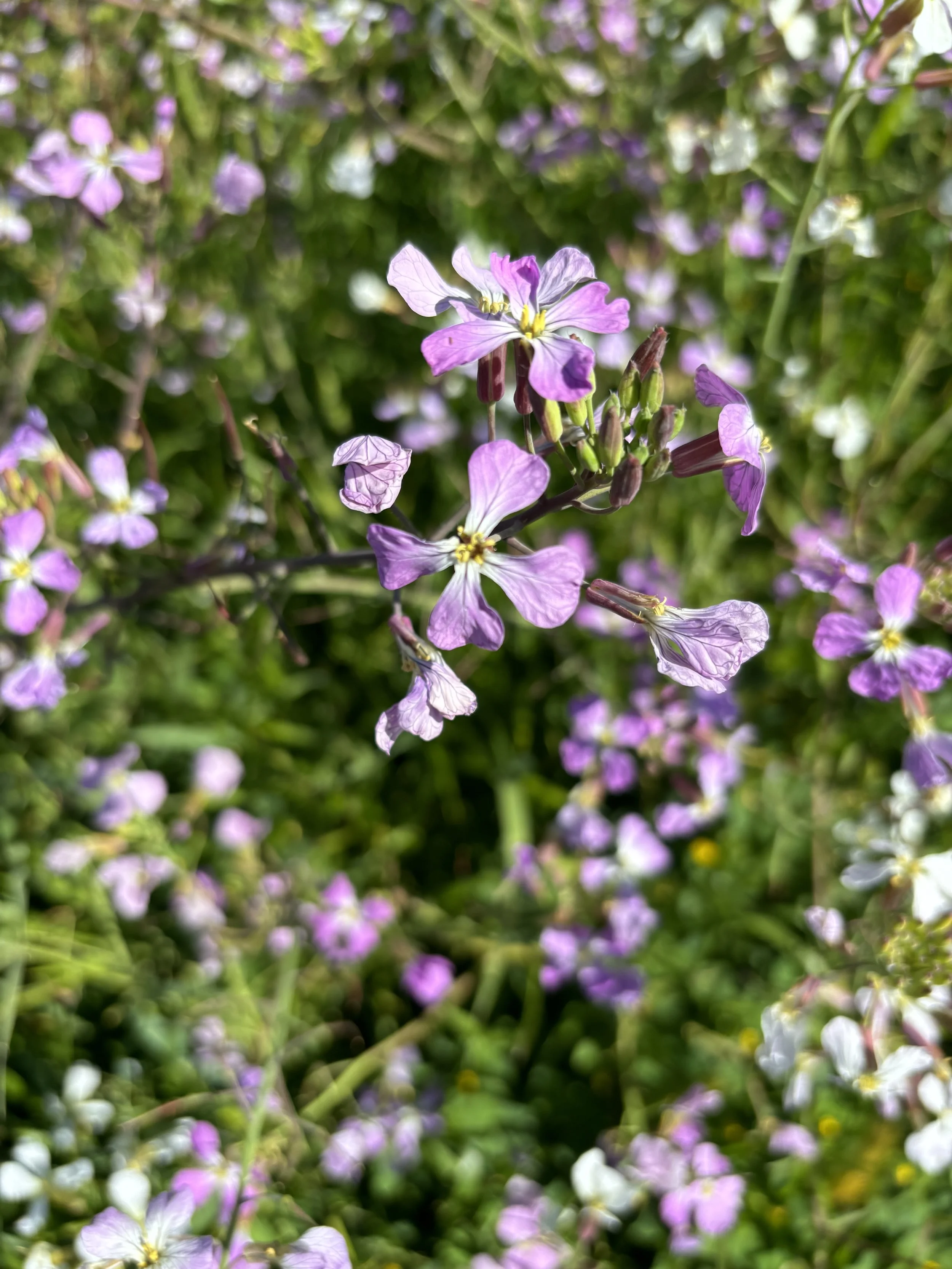 Radish -purple