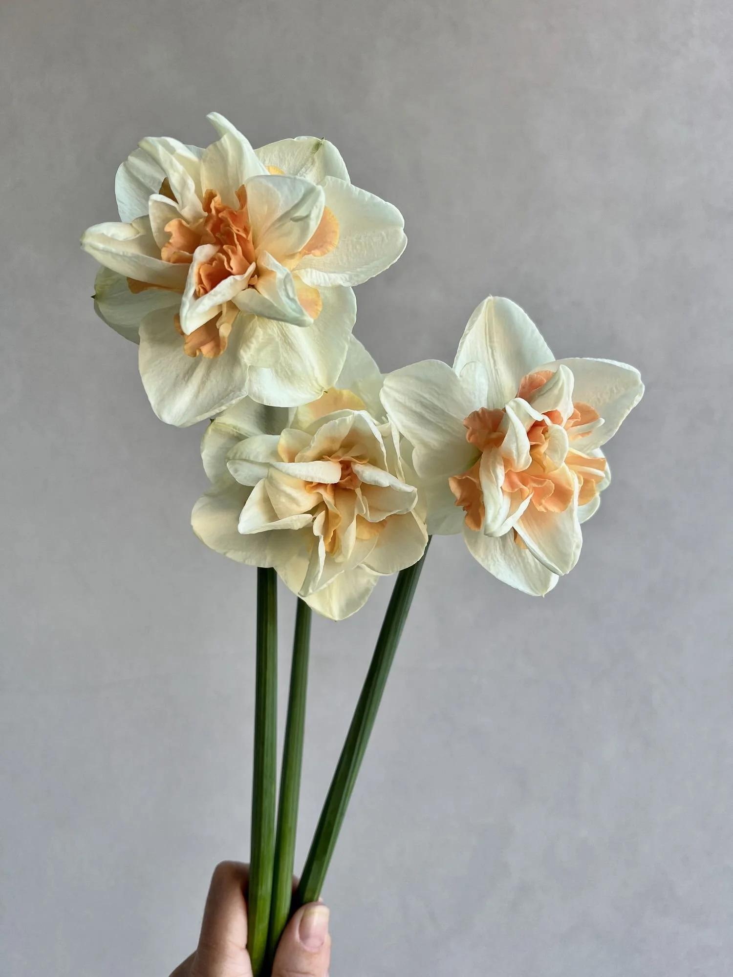 NARCISSUS Delnashaugh