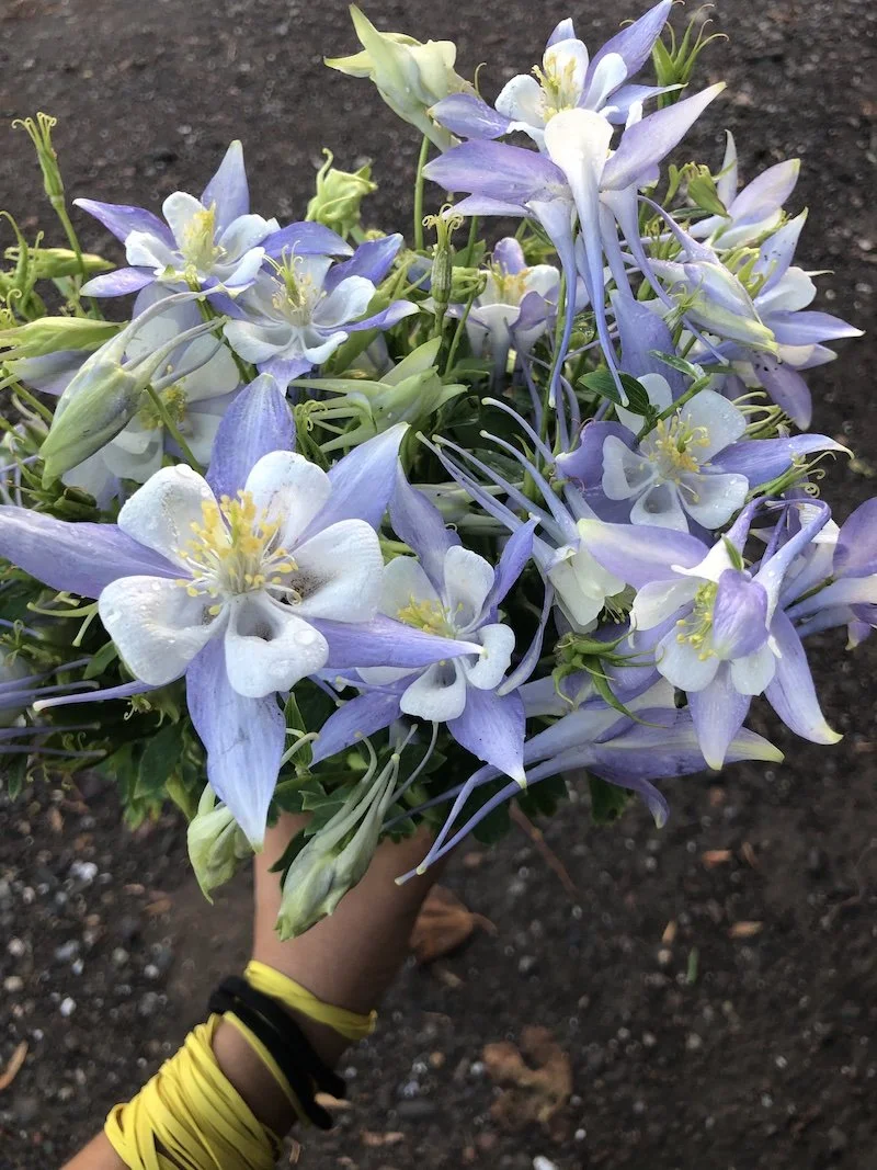 AQUILEGIA caerulea Kirigami Periwinkle