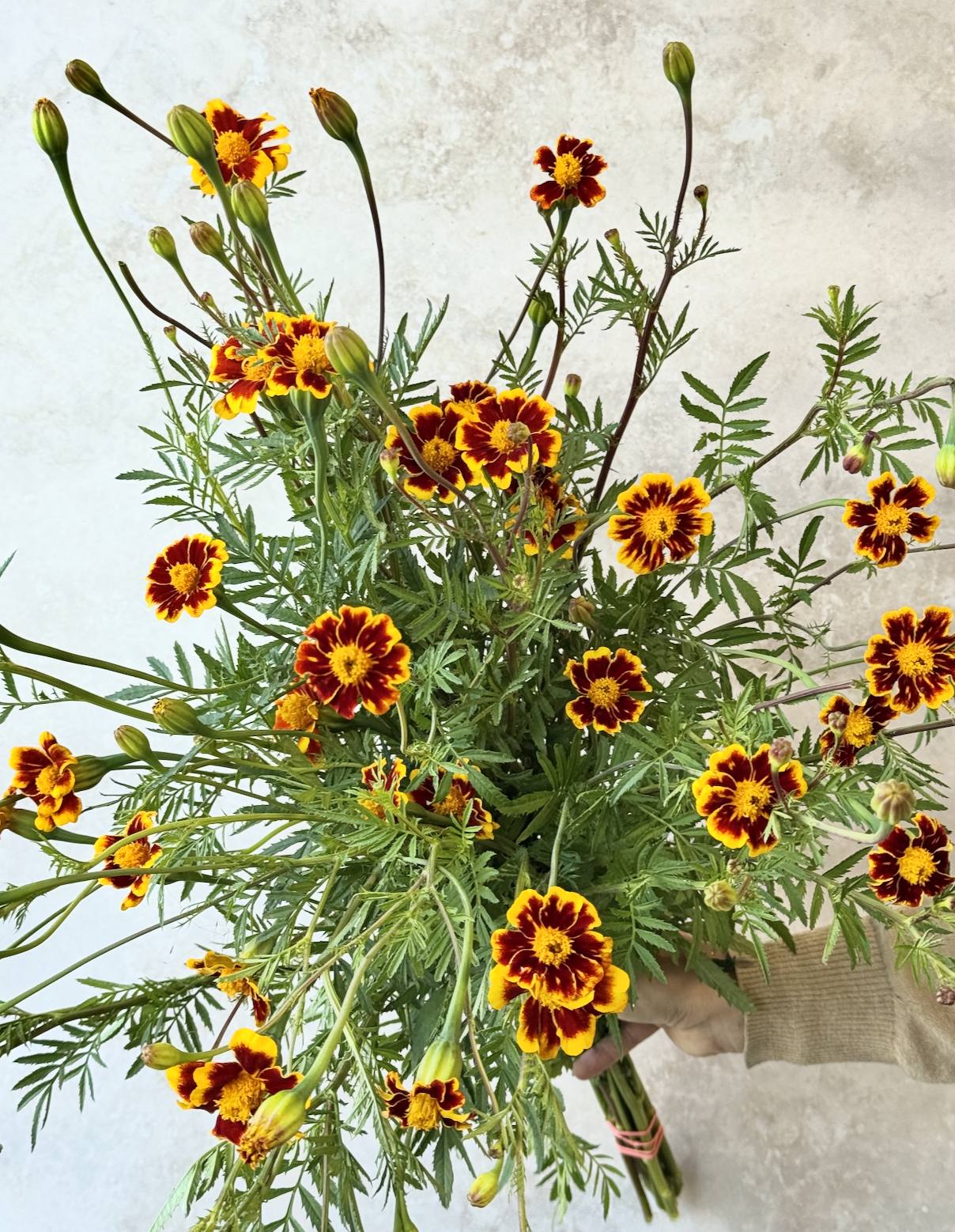TAGETES patula Frances's Choice