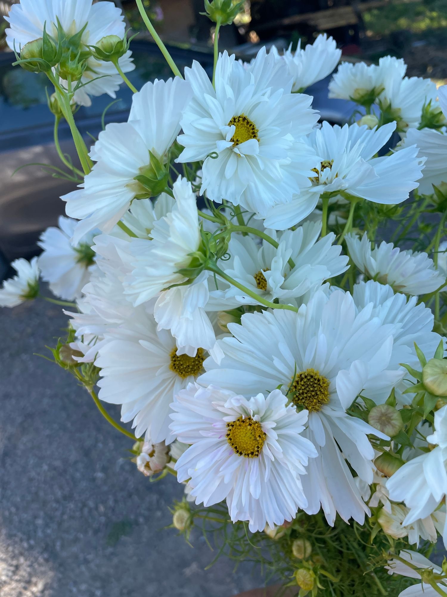 COSMOS bipinnatus Psyche White