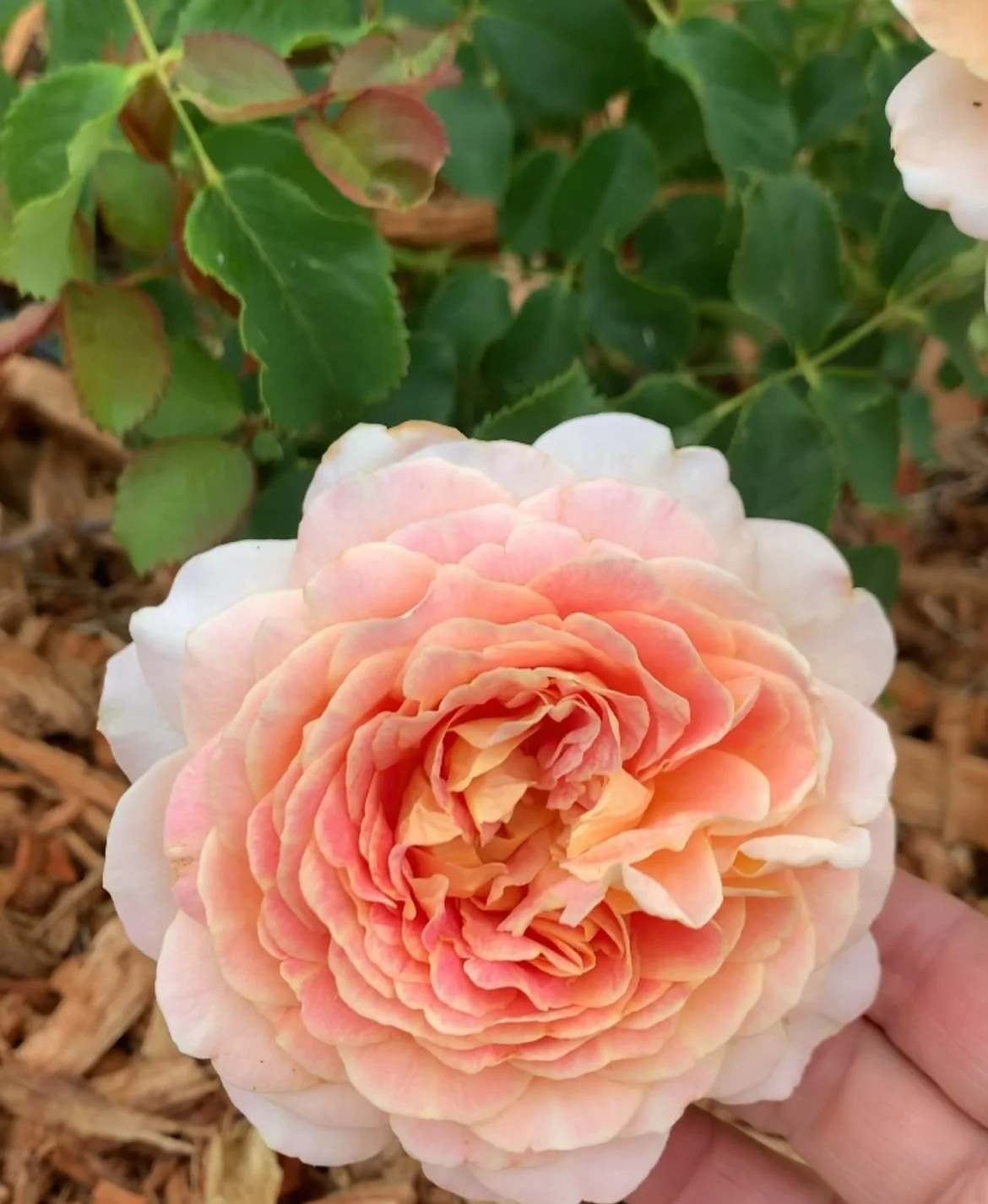 ROSA hybrida Fun in the Sun