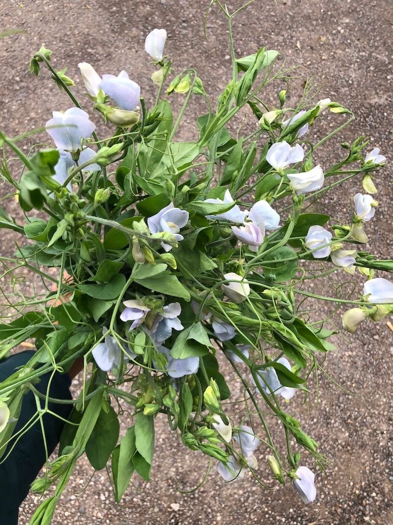 Sweet Pea 'Lunar Blue'
