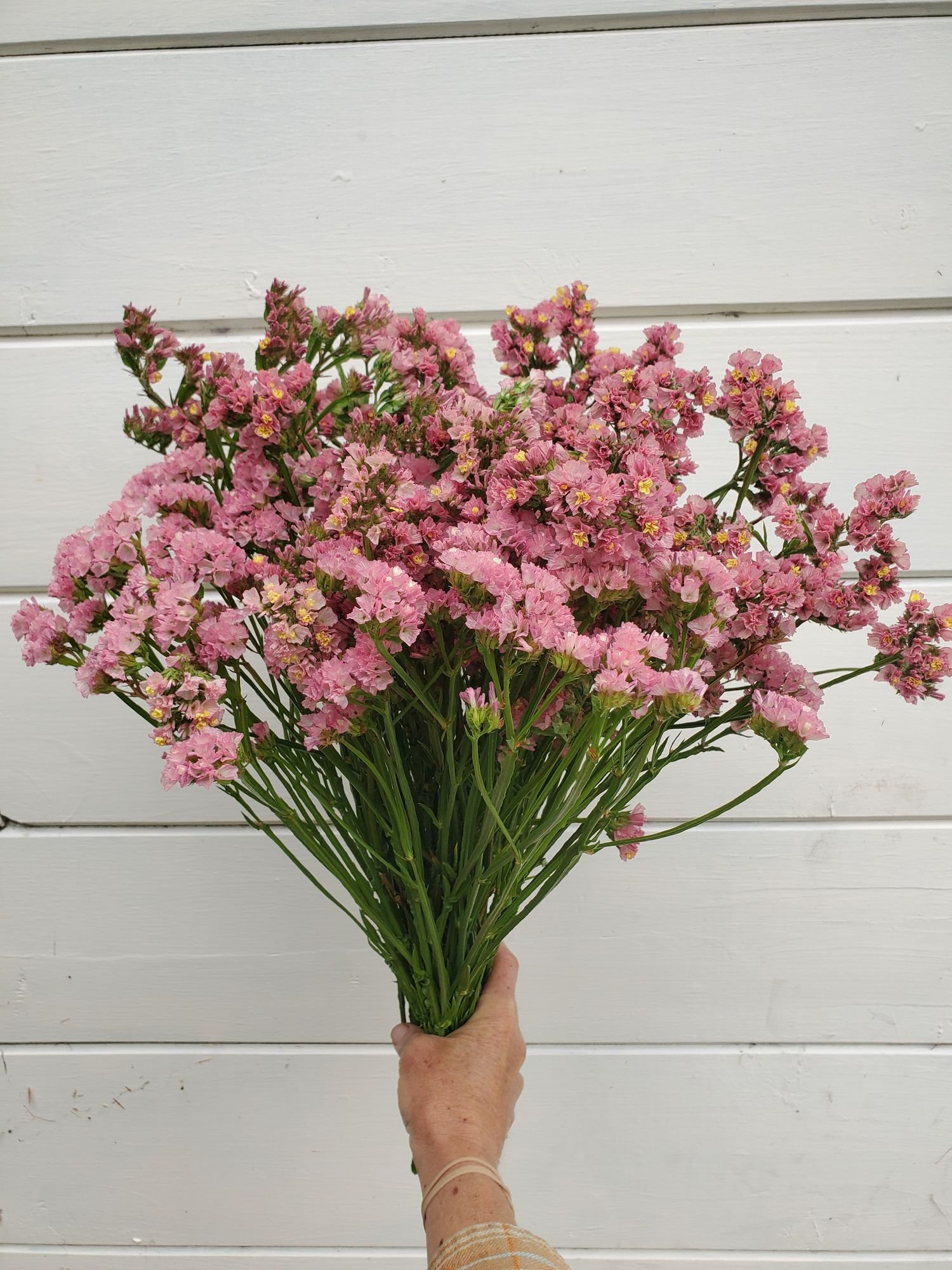 LIMONIUM sinuatum Apricot Beauty