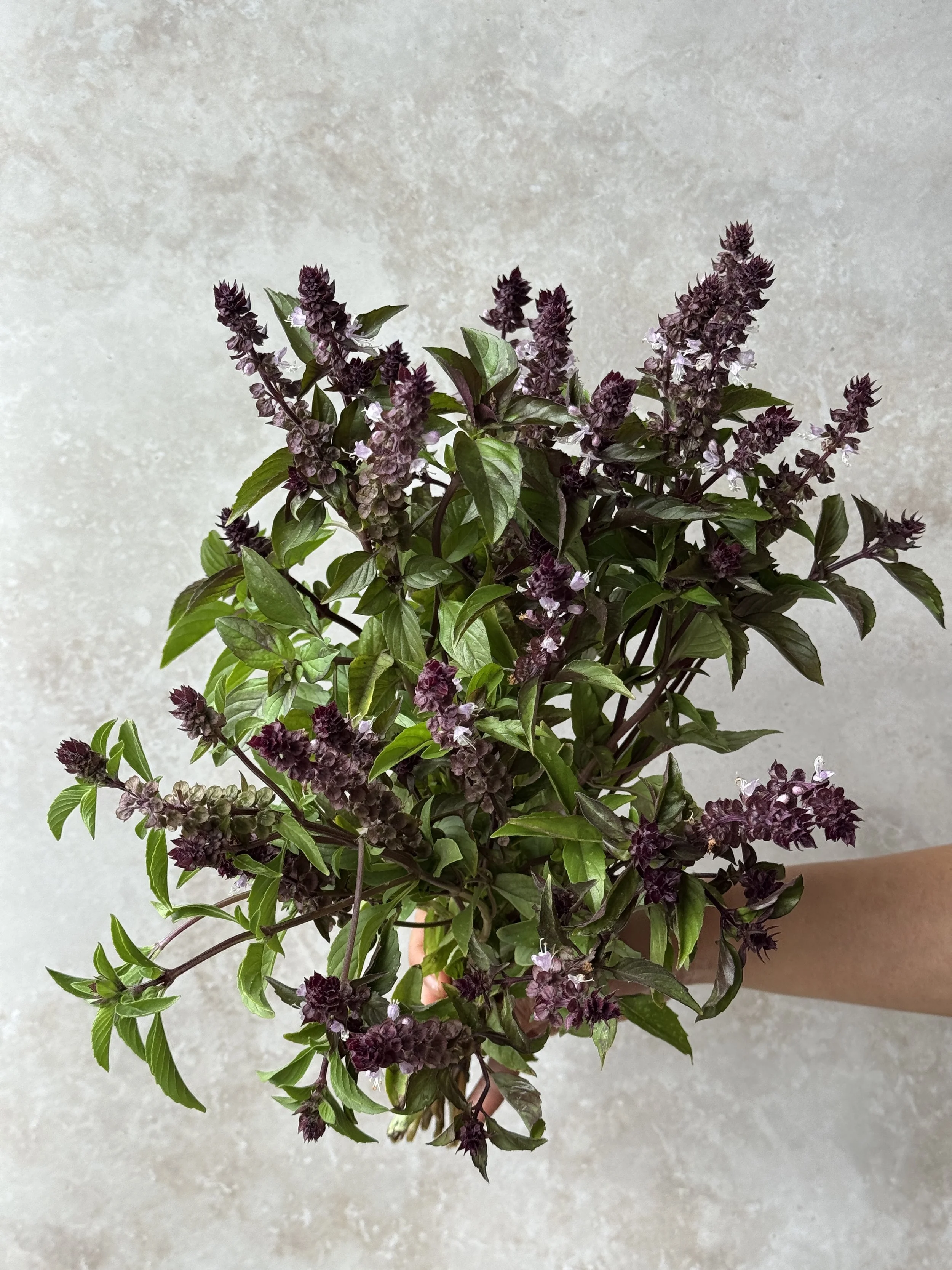 OCIMUM basilicum Cinamonette (Basil)