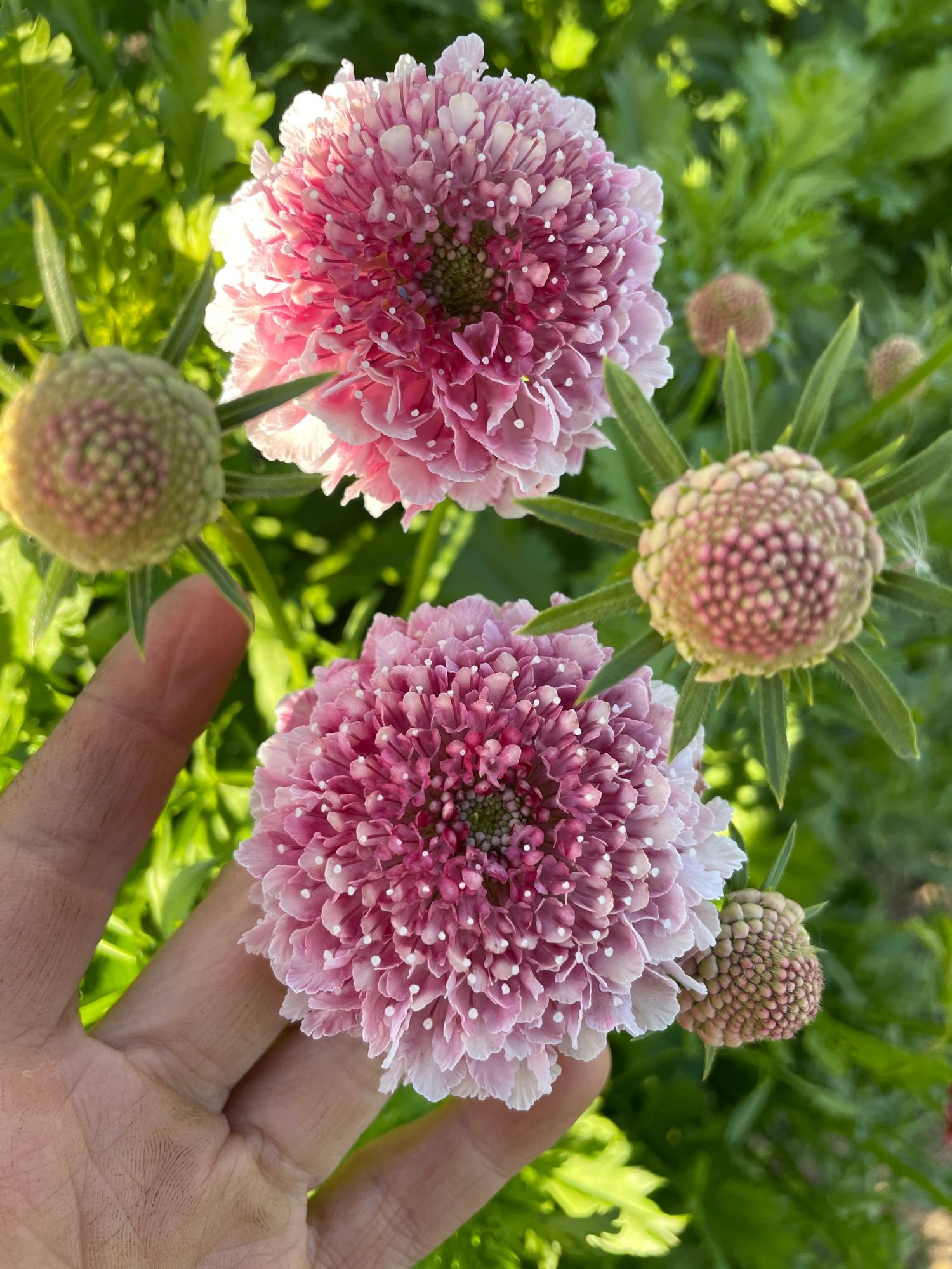 Scabiosa 'Cotton Candy'