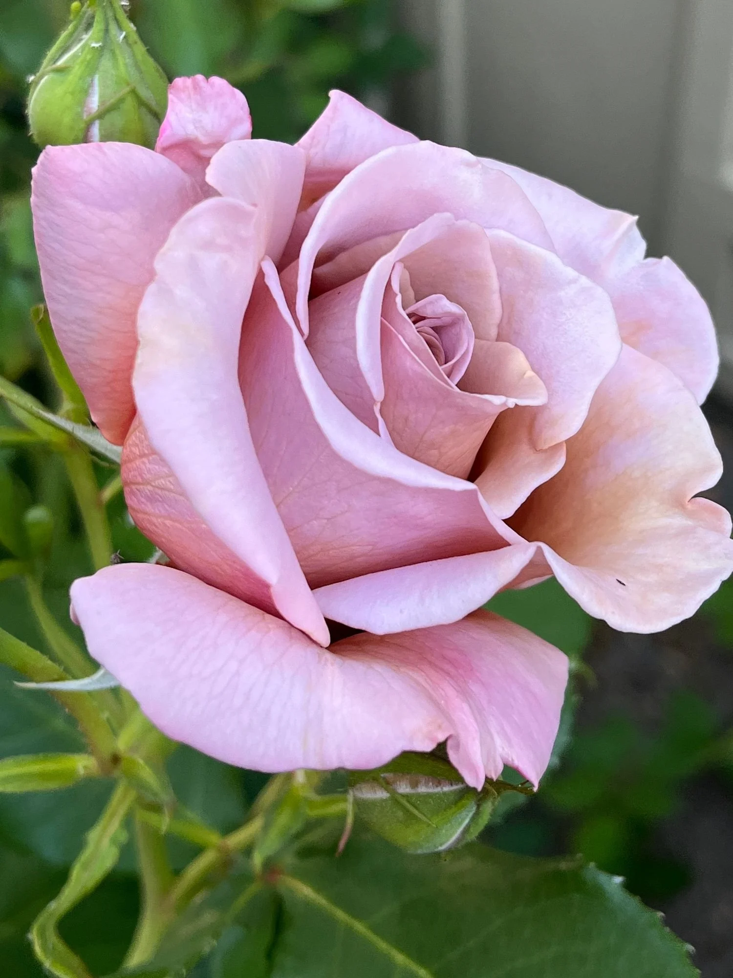 Rose 'Koko Loko'